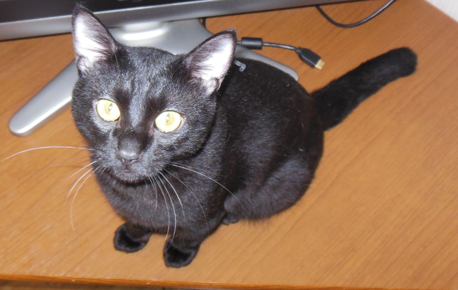 A black cat sitting on a wooden table