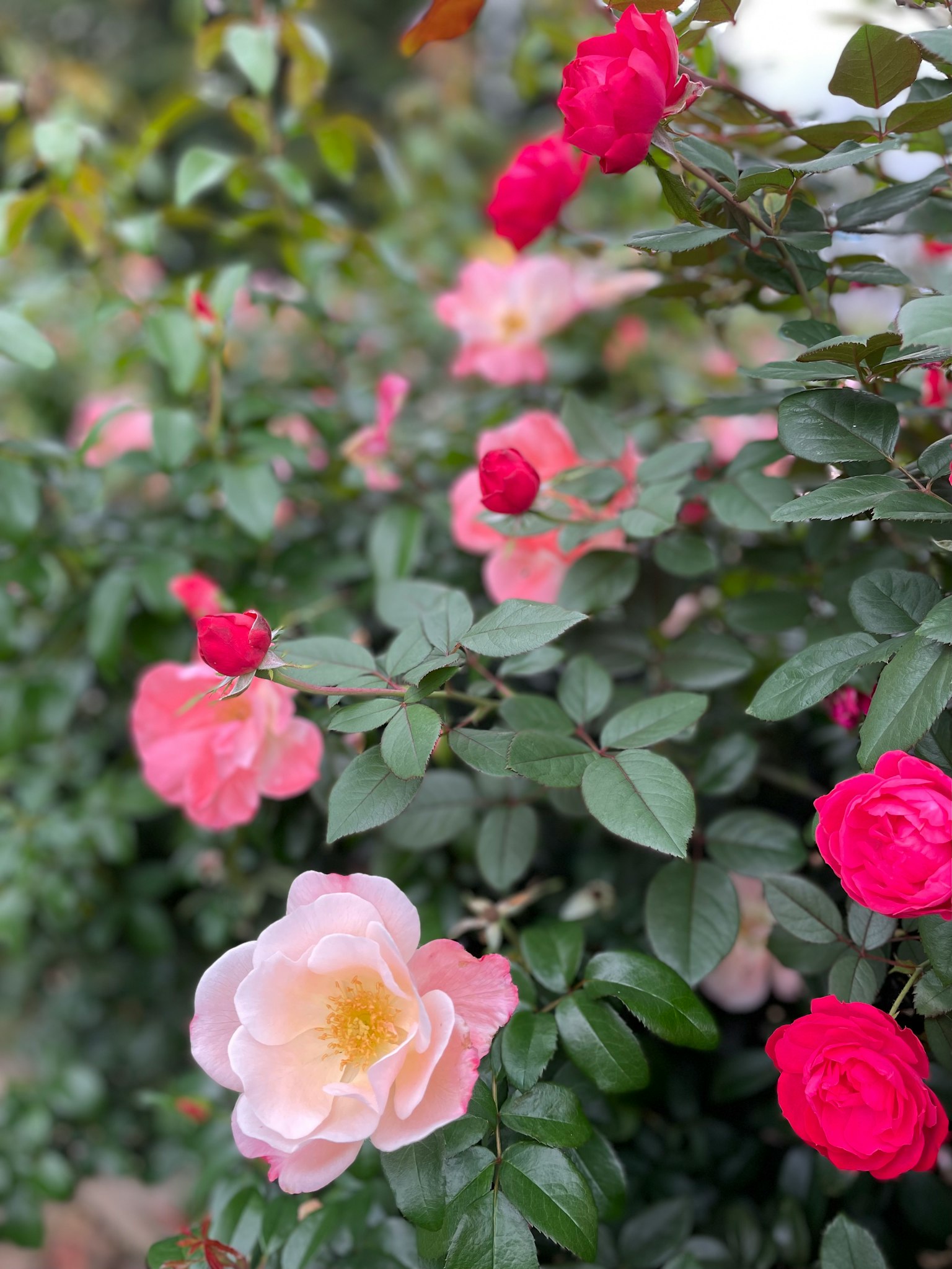 A vibrant garden scene featuring blooming pink and white roses