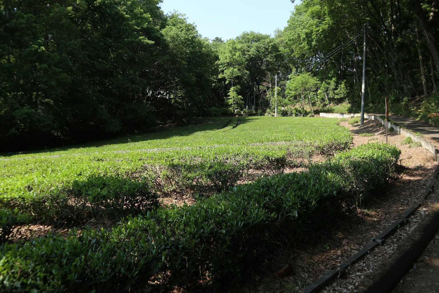 Lush green tea plantation with surrounding trees