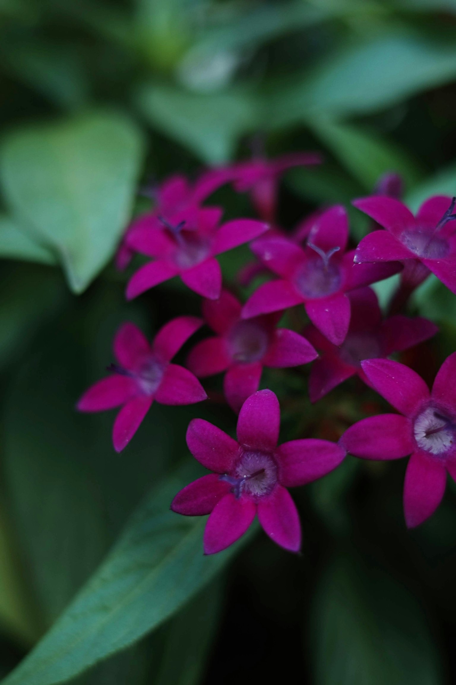 Primer plano de flores moradas vibrantes con hojas verdes al fondo