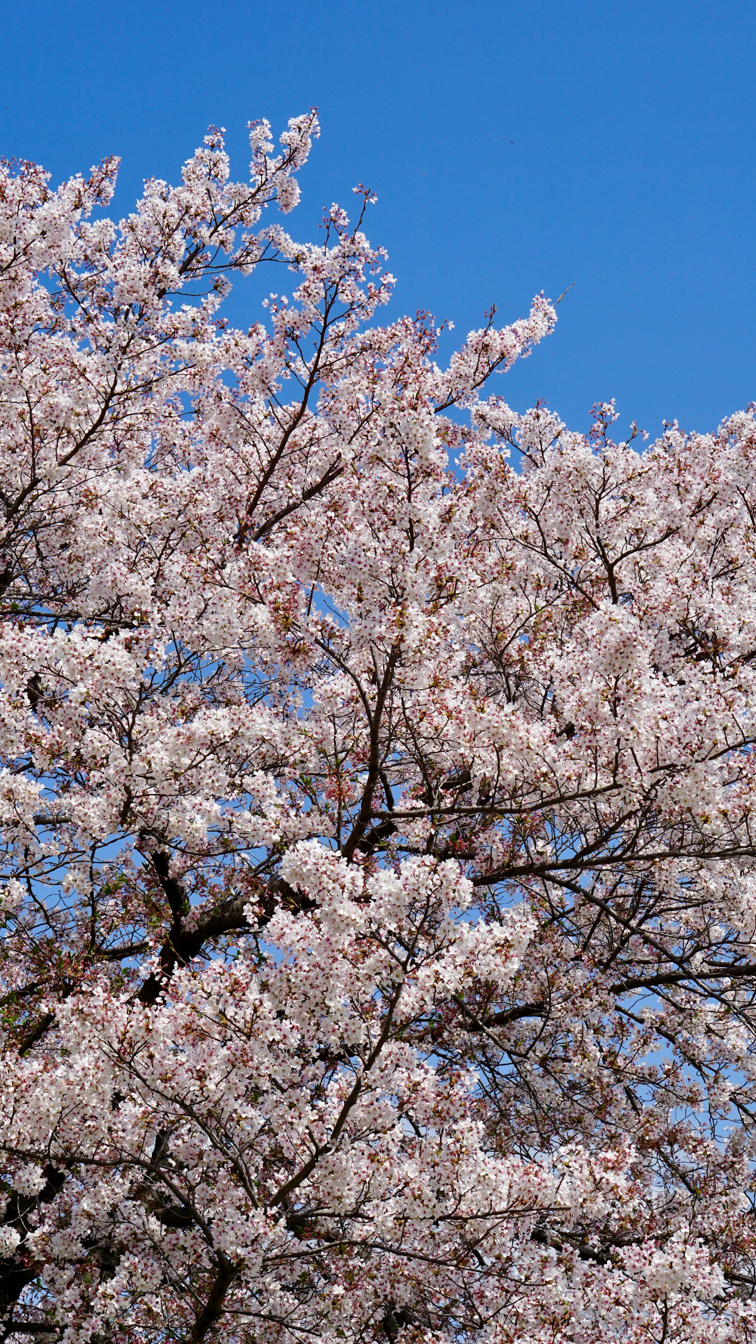 Fiori di ciliegio in piena fioritura sotto un cielo blu chiaro