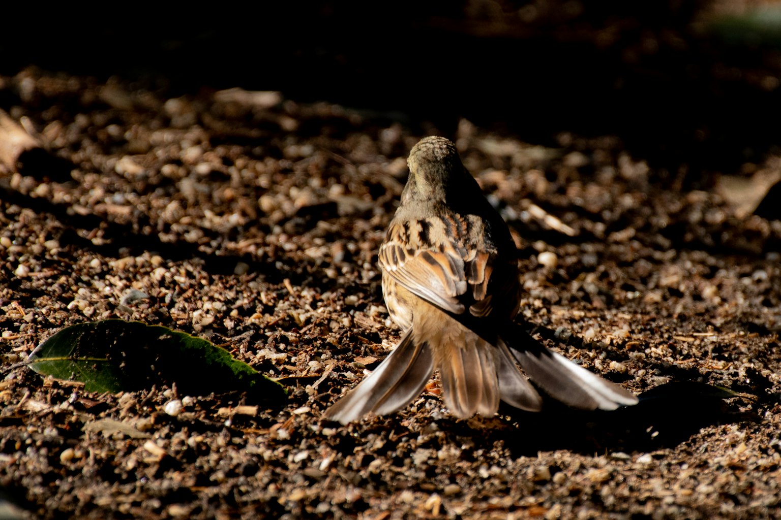 Small bird viewed from behind on the ground with brown and white patterned feathers