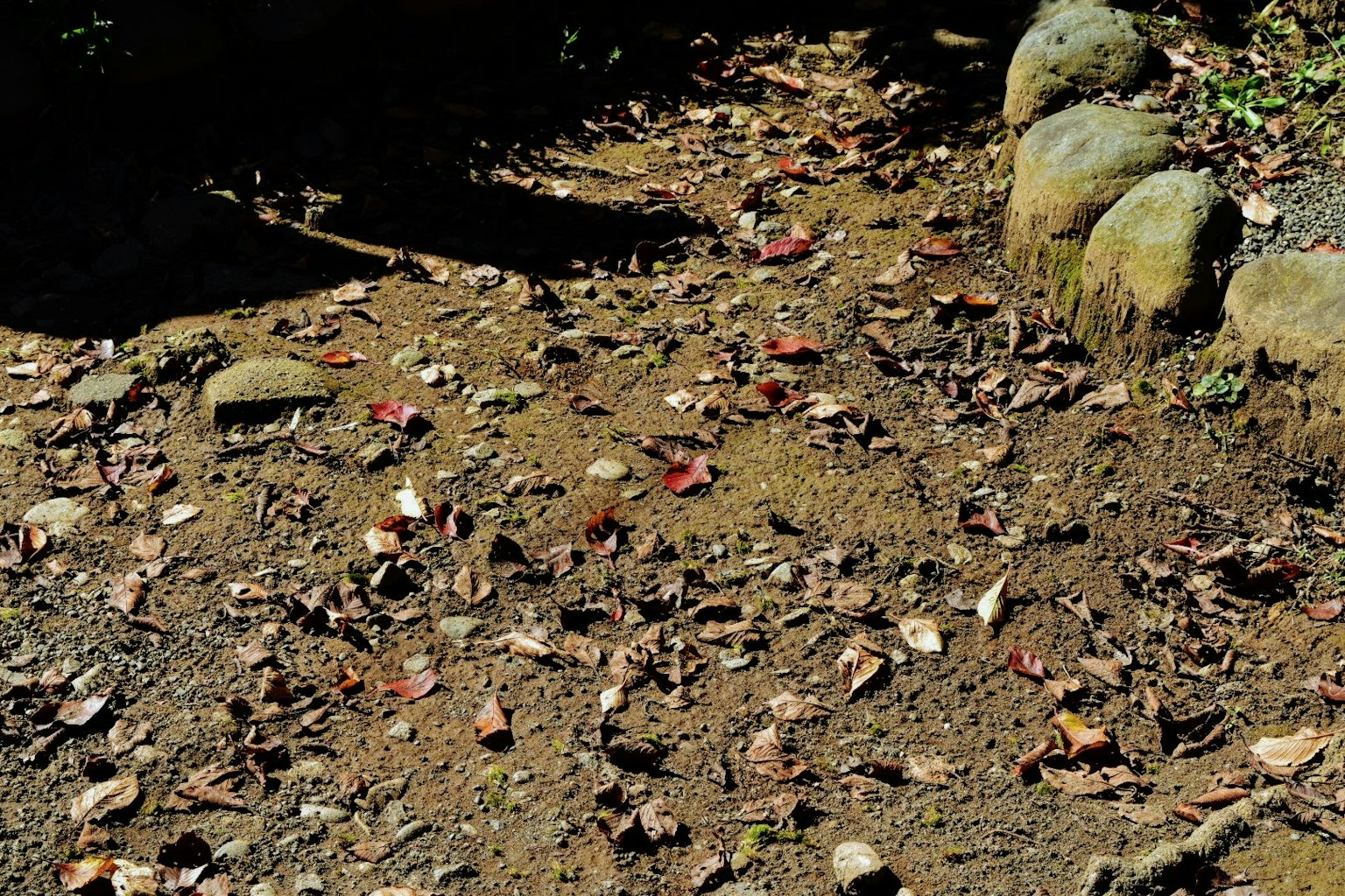 Un chemin en terre parsemé de feuilles mortes et bordé de pierres