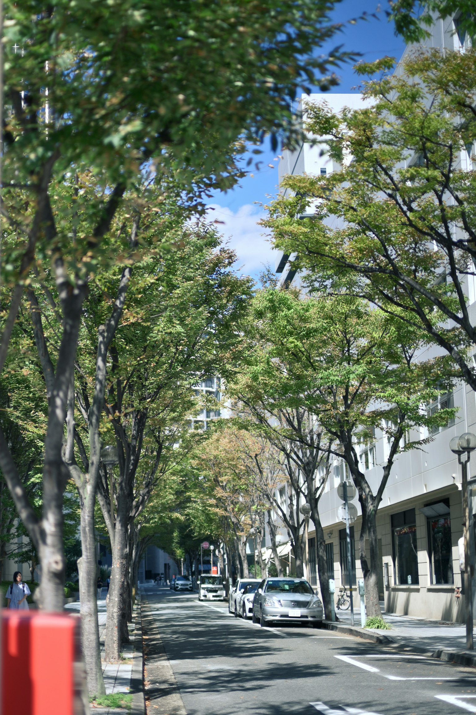 A quiet street lined with trees under a blue sky and parked cars