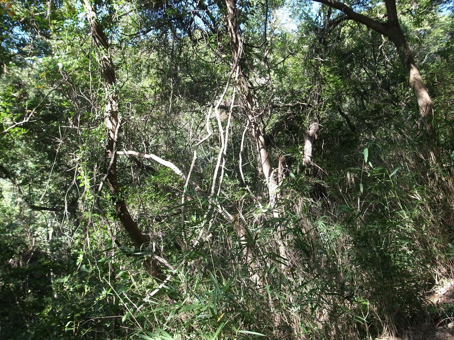 Scène forestière luxuriante avec des arbres et des sous-bois denses