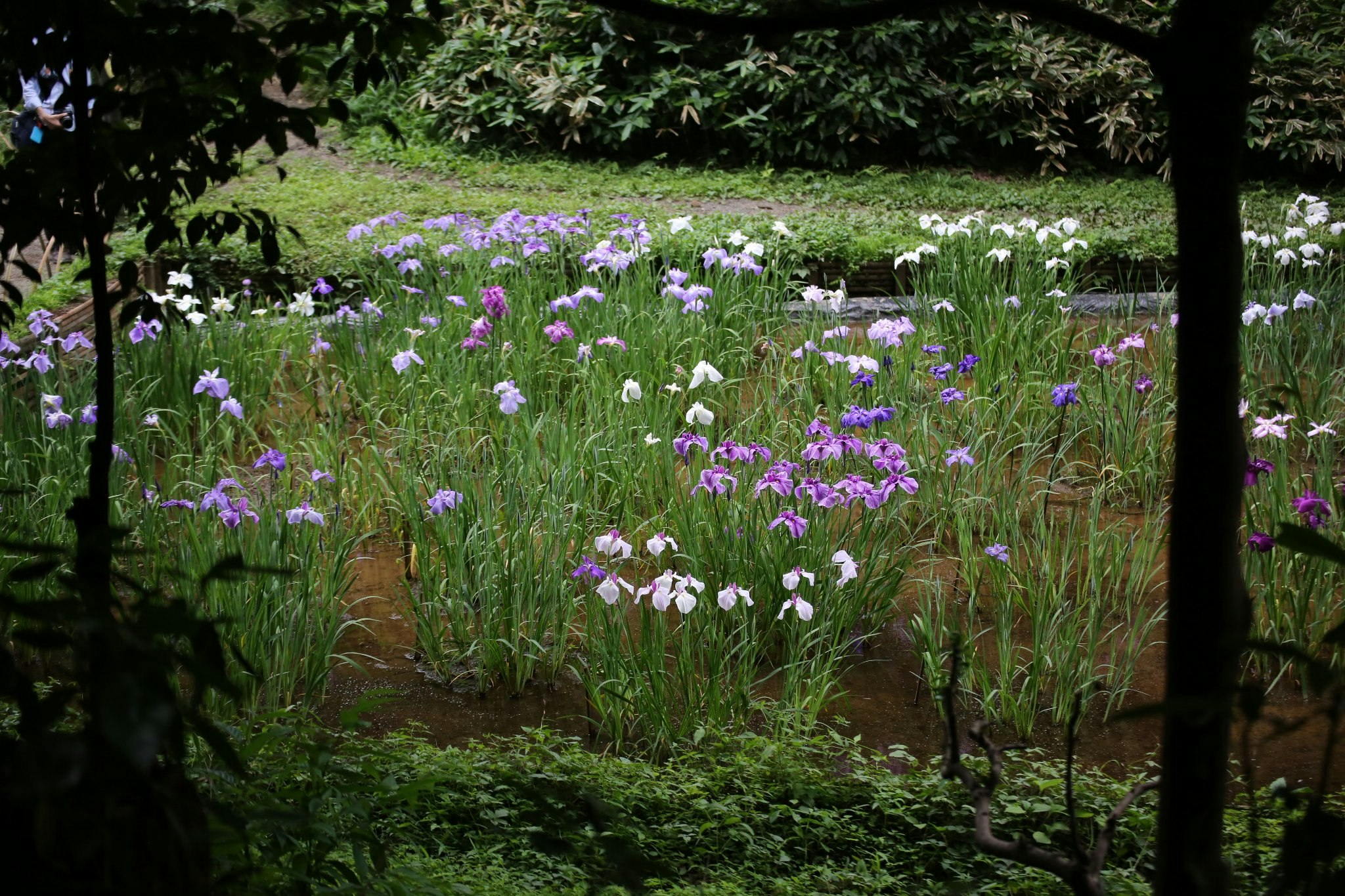 木陰の庭で咲く紫の花と緑の草地