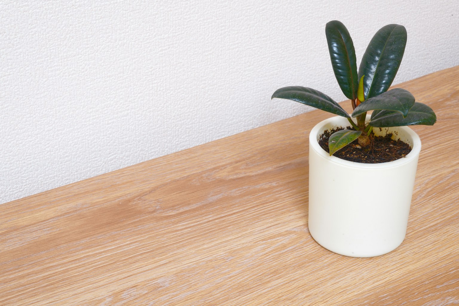 A small potted plant in a white pot on a wooden table