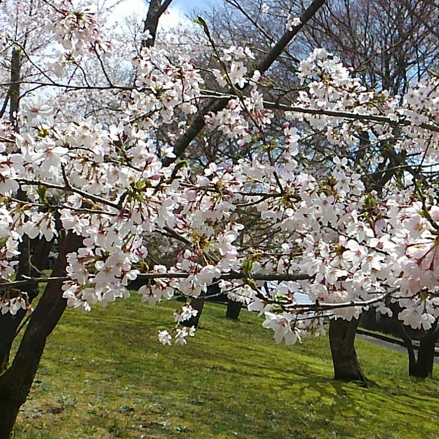 Pohon sakura yang mekar penuh di taman