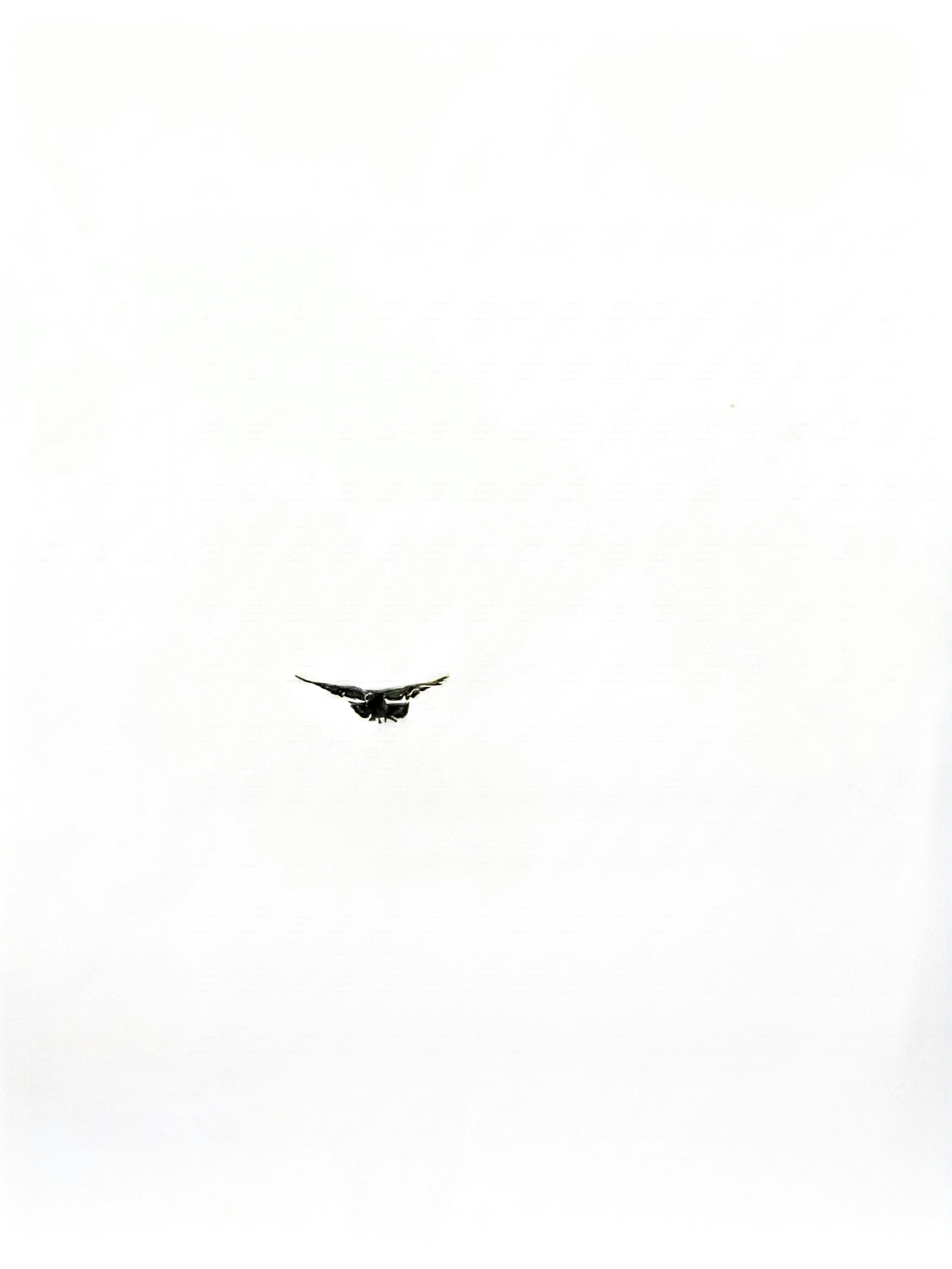 Vogel im Flug vor weißem Himmel