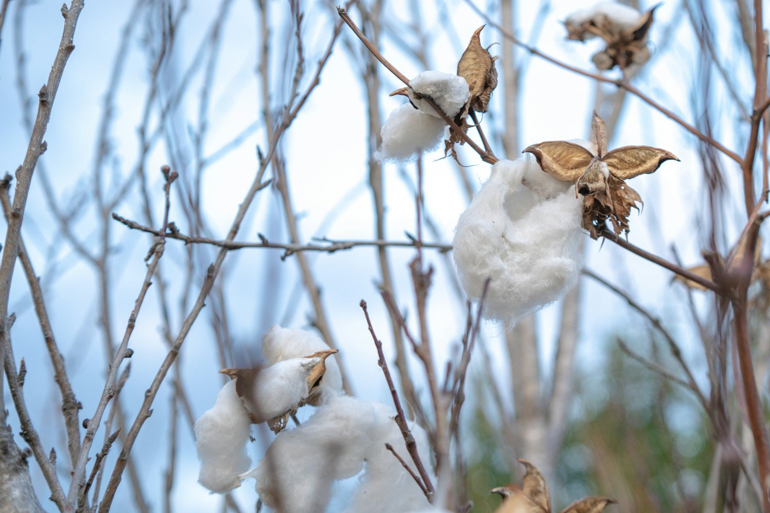 Plantes de coton avec des fleurs de coton blanches contre un ciel bleu