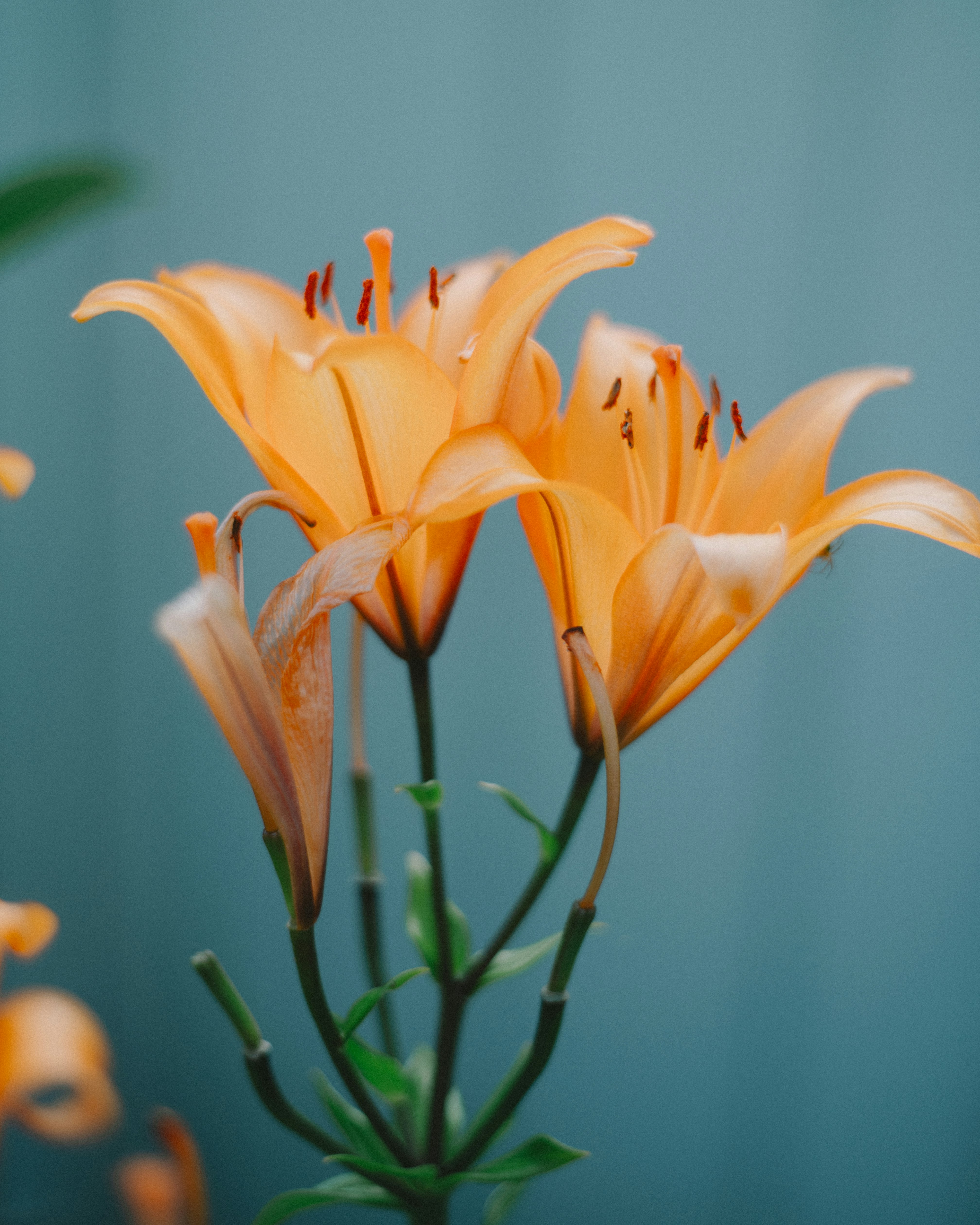 Orangene Lilien vor blauem Hintergrund