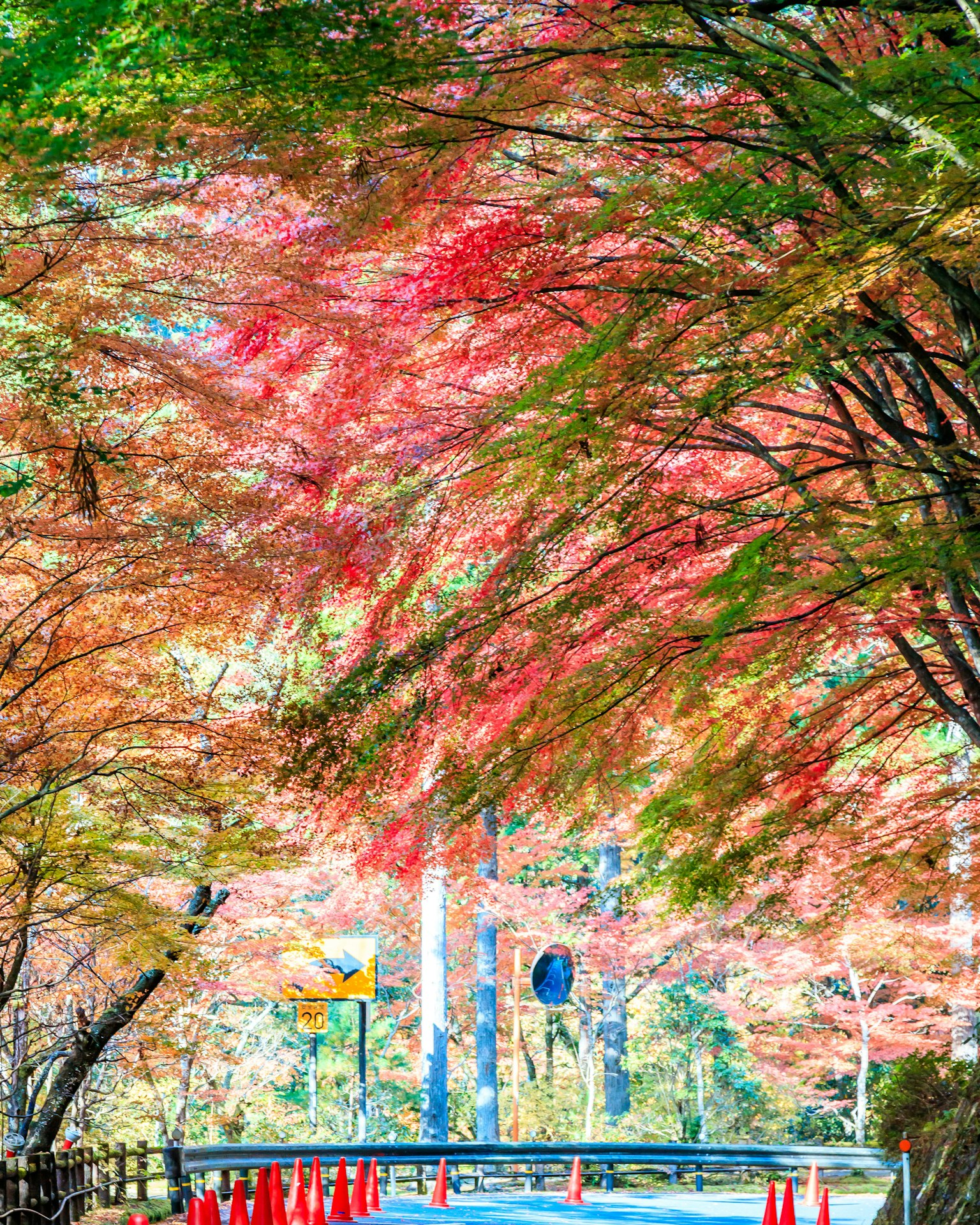 Vue pittoresque de feuillage d'automne coloré le long d'une route