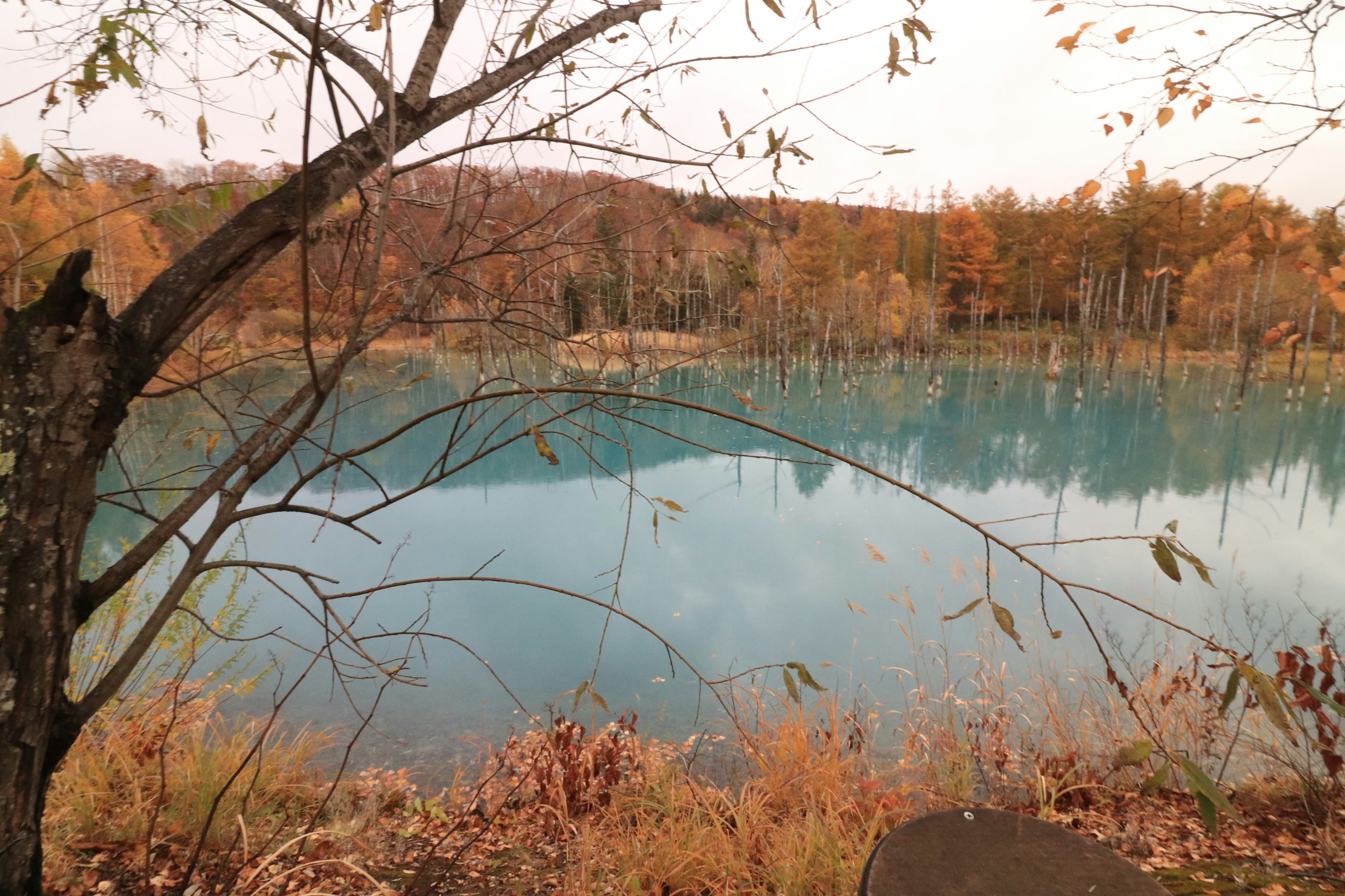 湖畔の紅葉と枯れ枝のある静かな景色