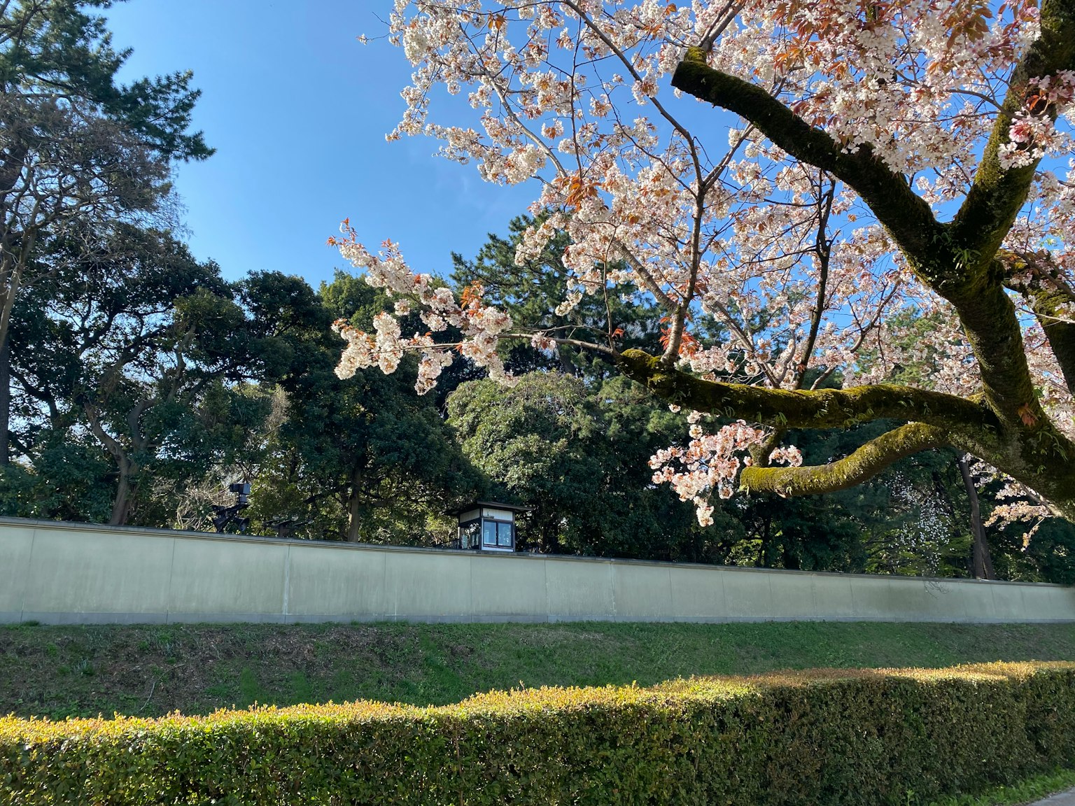 Un cerisier en fleurs sous un ciel bleu clair avec une haie verte