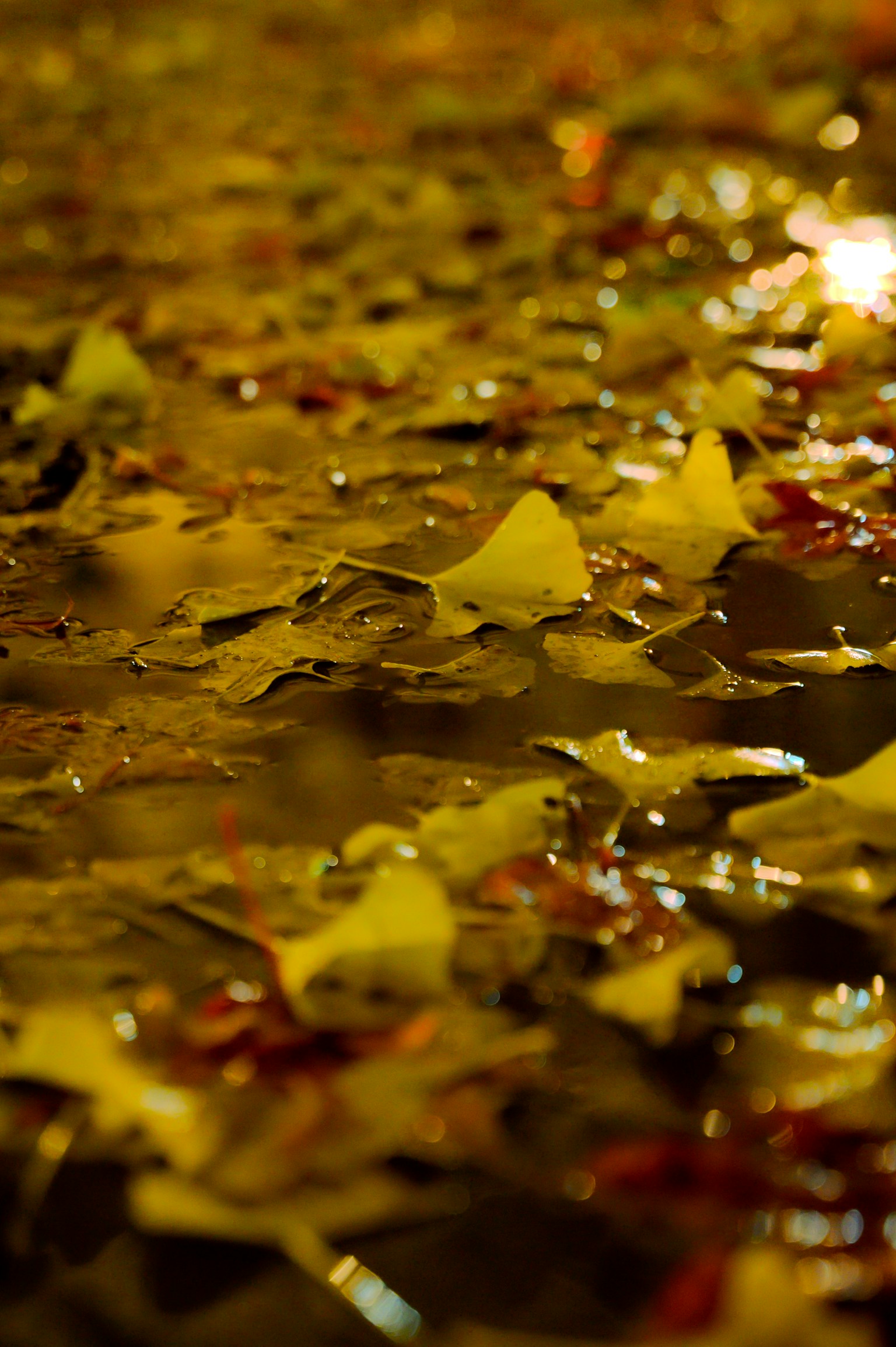 Gros plan de feuilles colorées flottant à la surface de l'eau
