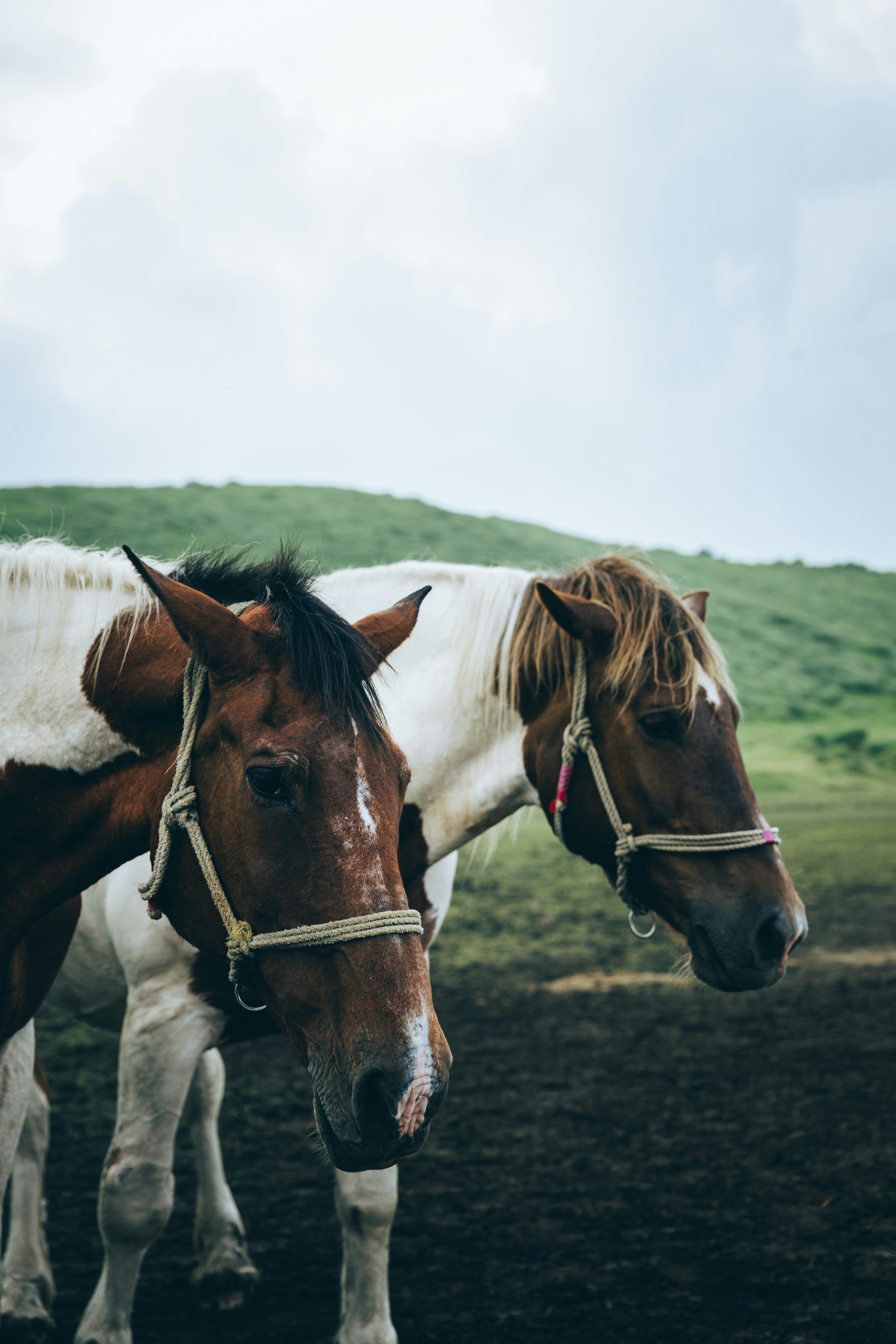 草原で並ぶ馬の親子のような2頭