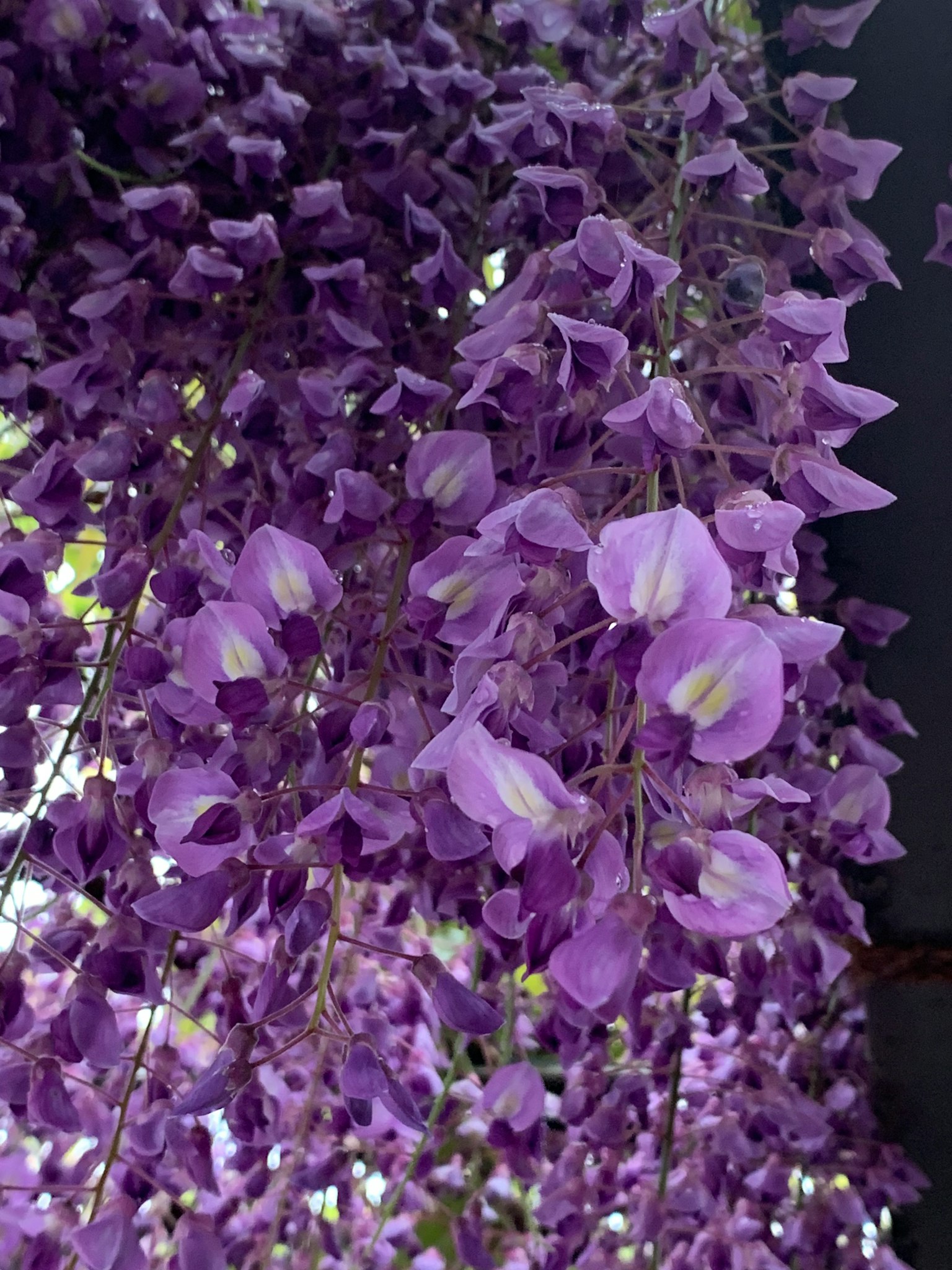 ทิวทัศน์ที่สวยงามของดอกวิสทีเรียสีม่วงที่ห้อยลงมา