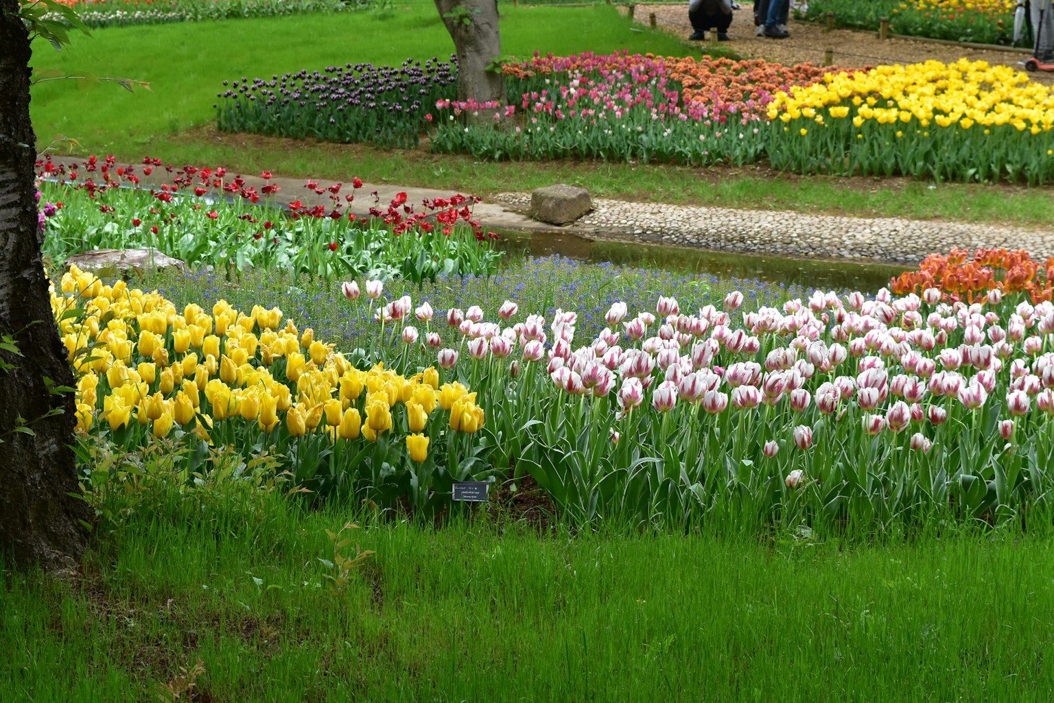Cảnh quan vườn rực rỡ với những bông tulip đủ màu đang nở rộ