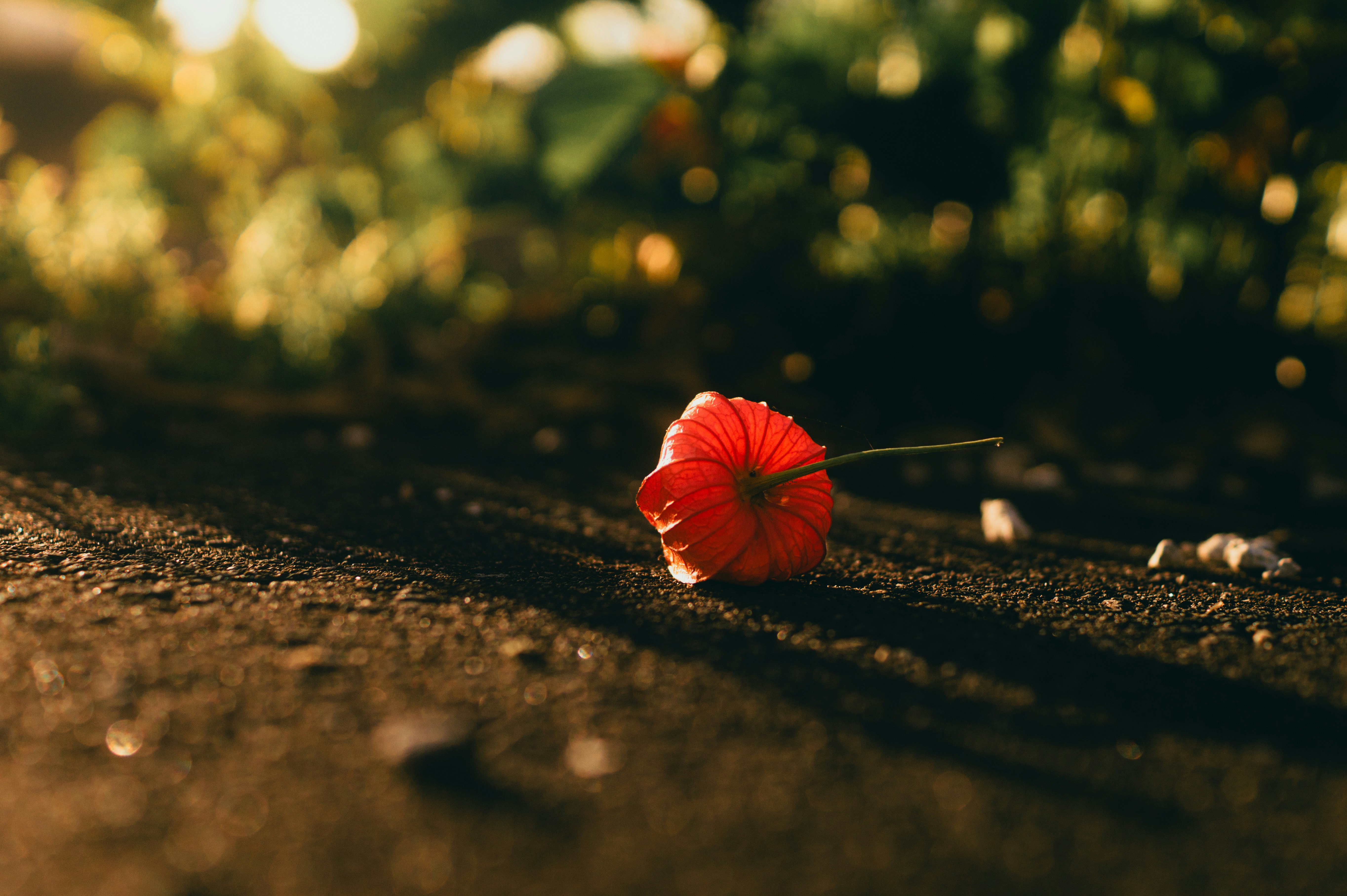 nền bokeh của quả physalis đỏ trên nền đá lát lúc hoàng hôn