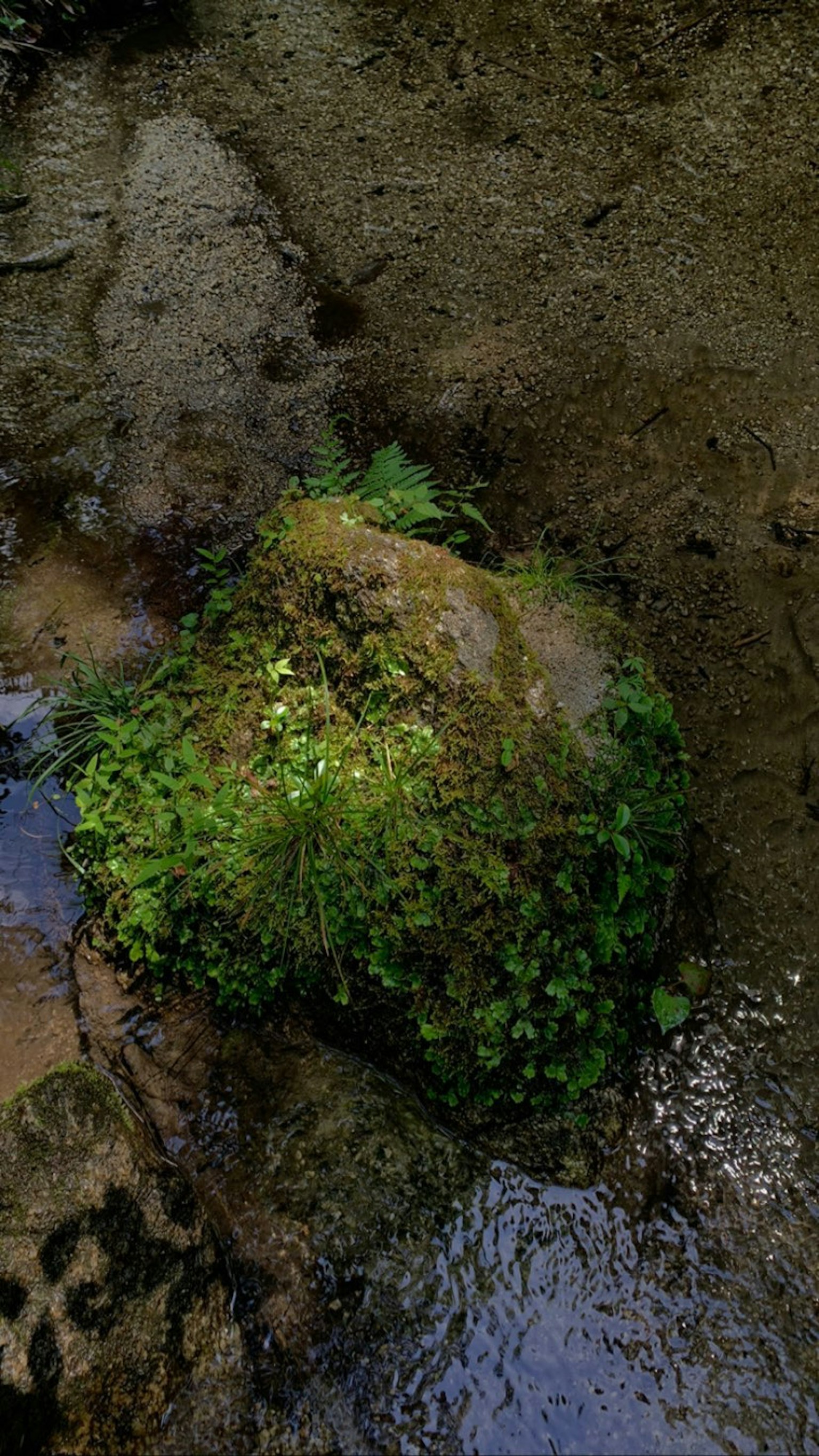 Rocher recouvert de mousse dans un environnement aquatique entouré de nature