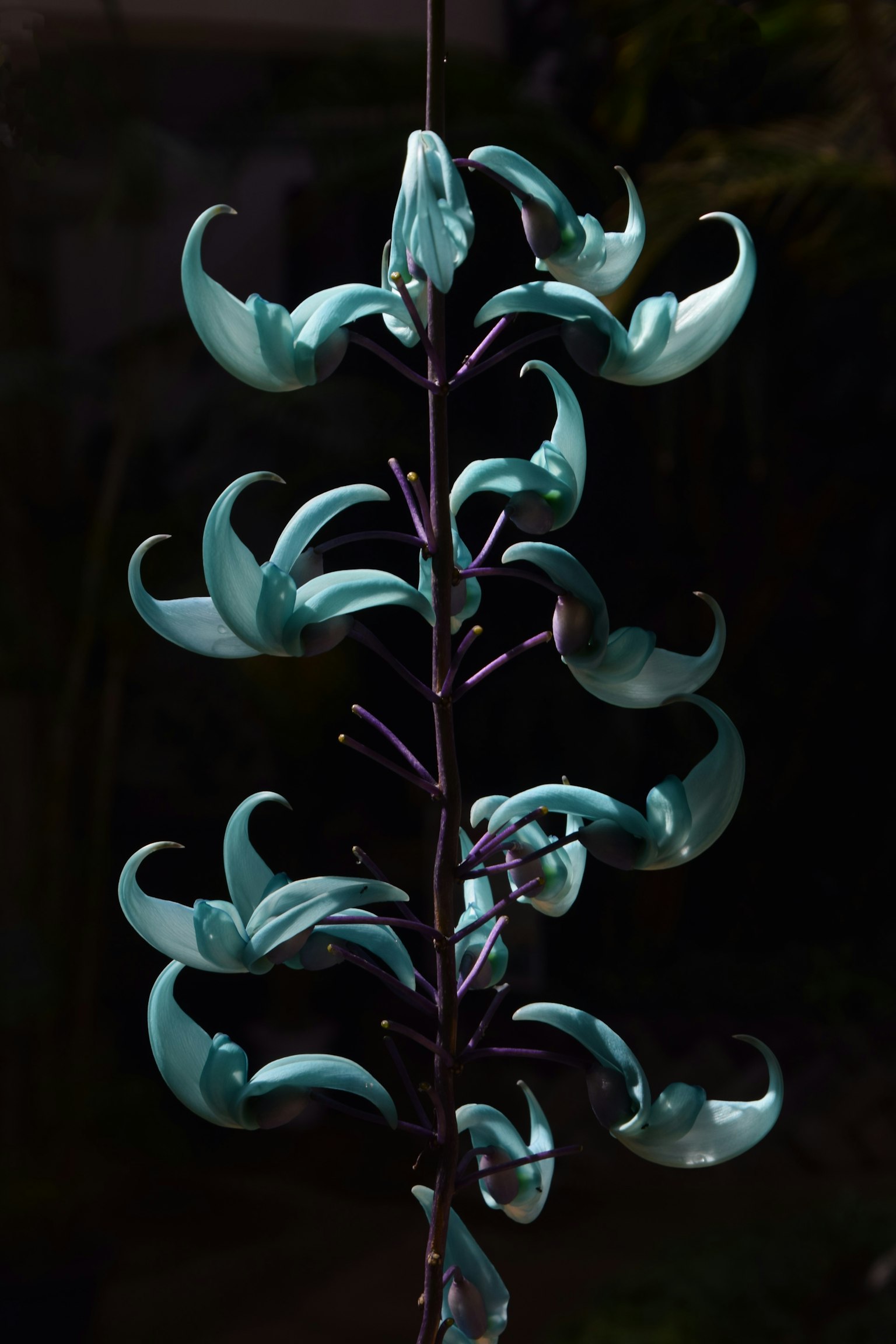 Plante décorative avec des pétales bleus sur une tige noire