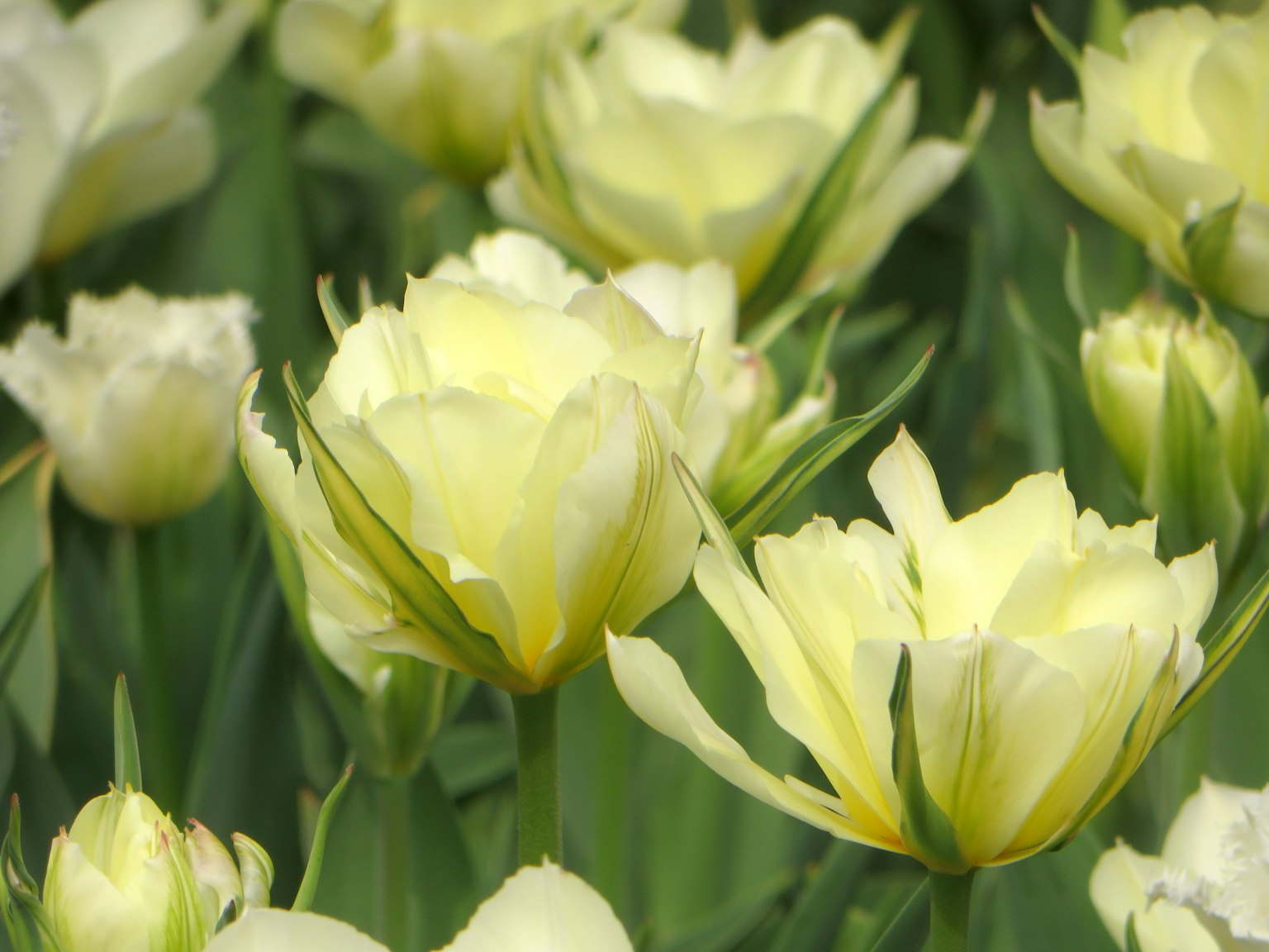 Cánh đồng tulip vàng nhạt đang nở