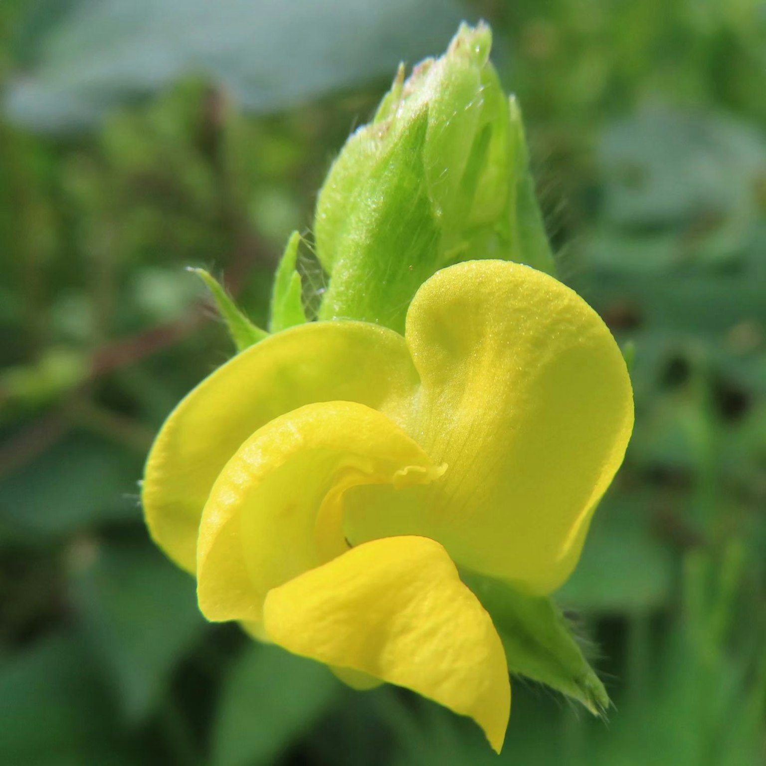 Kuncup bunga kuning yang akan mekar di antara daun hijau