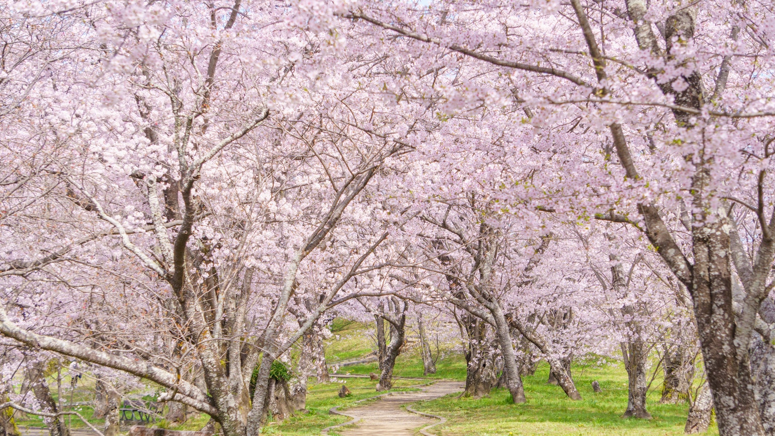 Un chemin entouré d'arbres en fleurs de cerisier avec des fleurs roses