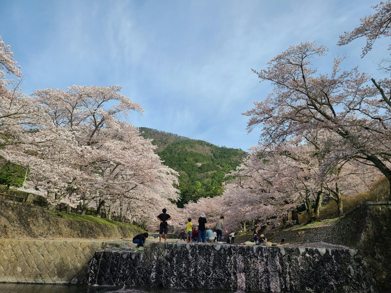 Hermoso paisaje con cerezos en flor y personas reunidas