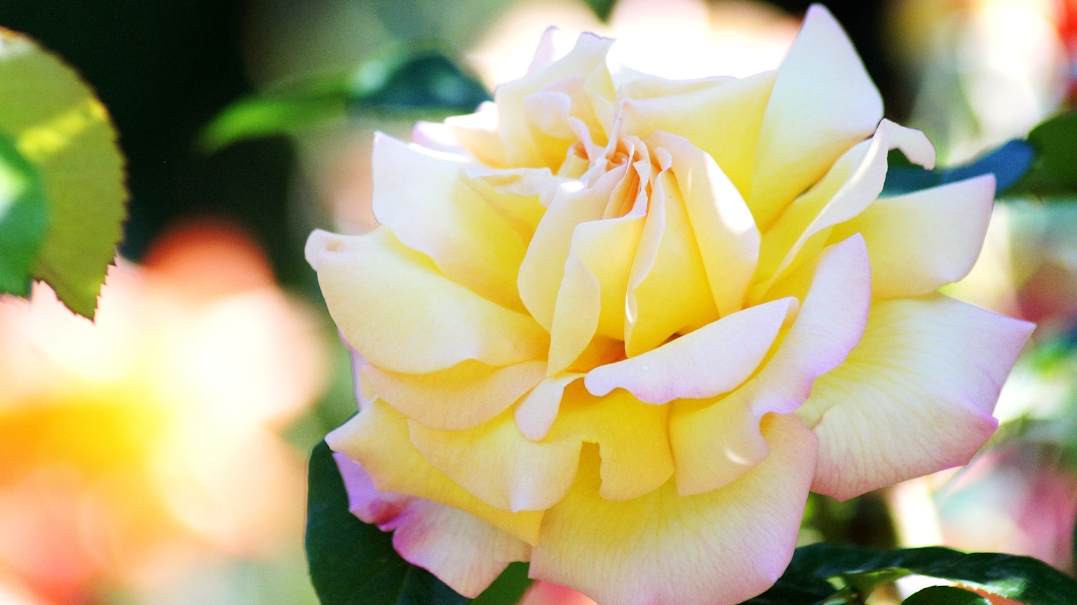 Sebuah bunga mawar kuning yang indah sedang mekar