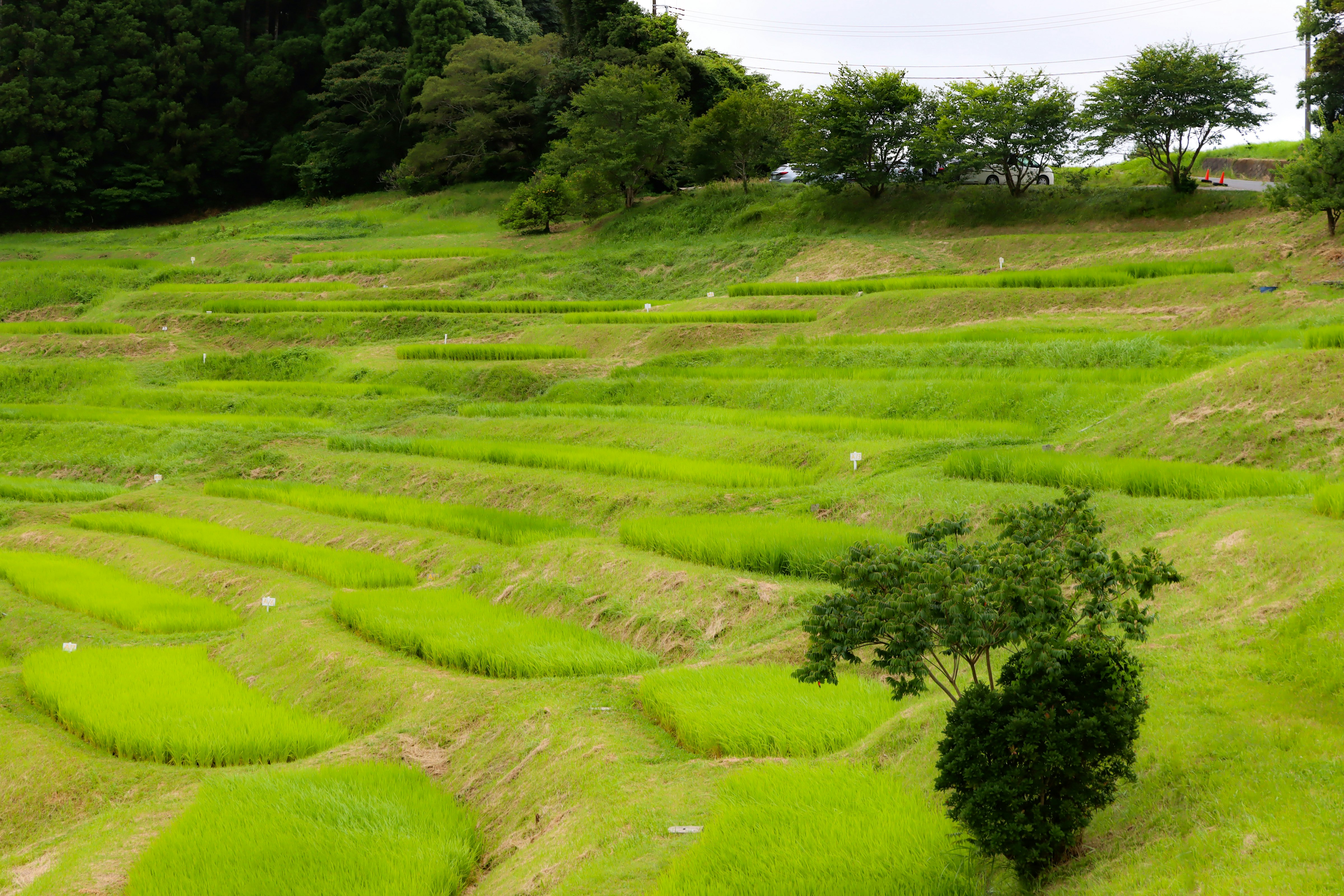 緑の棚田が広がる田園風景