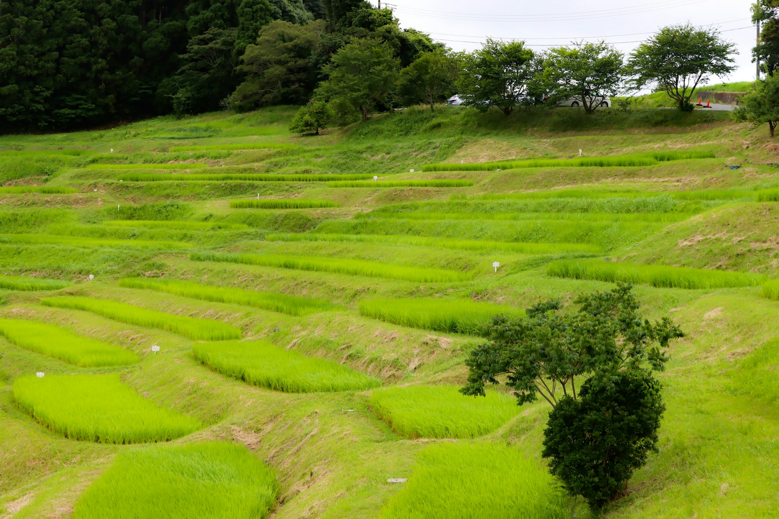 Lush green terraced rice fields with scattered trees