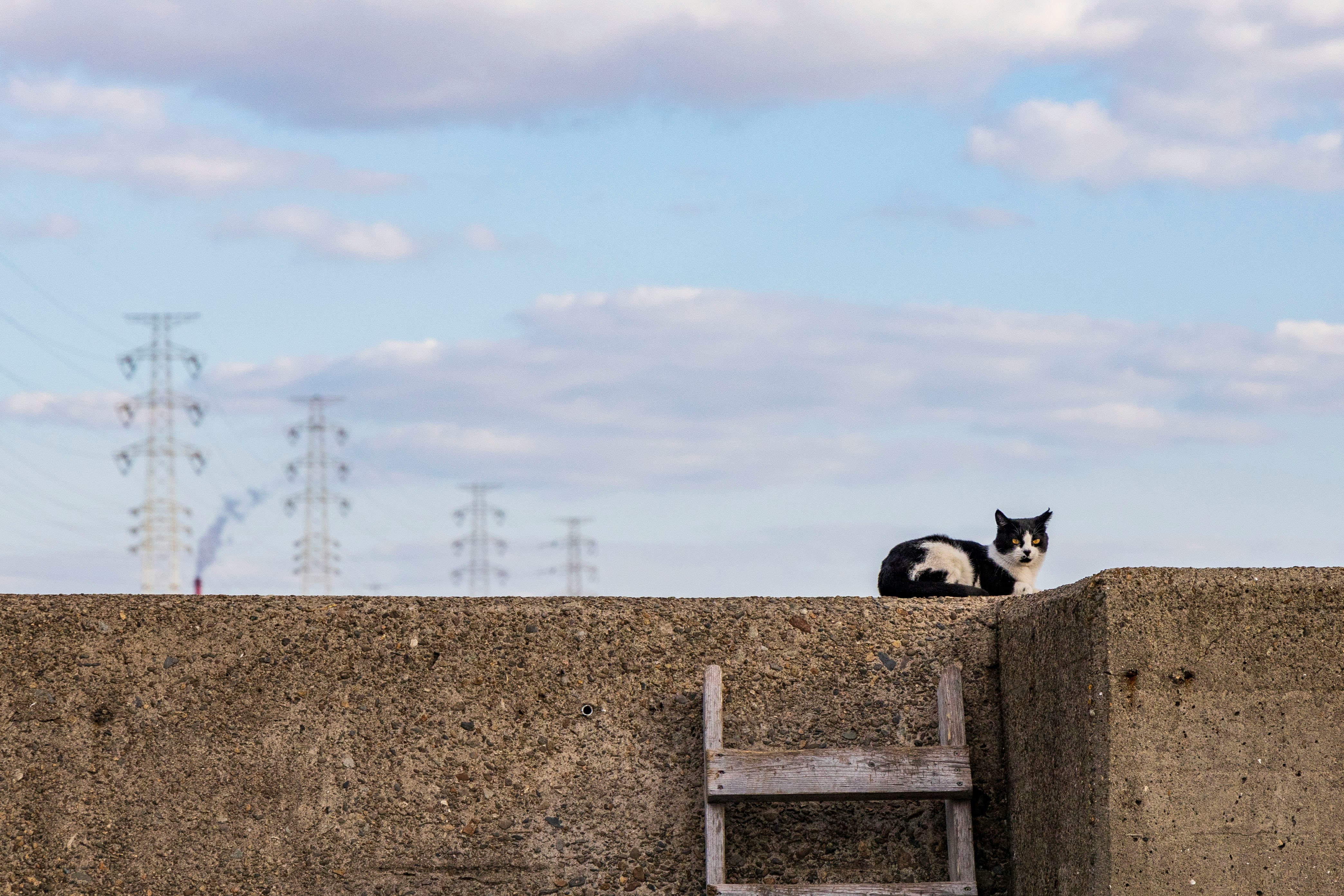 コンクリート塀の上にいる白黒の猫