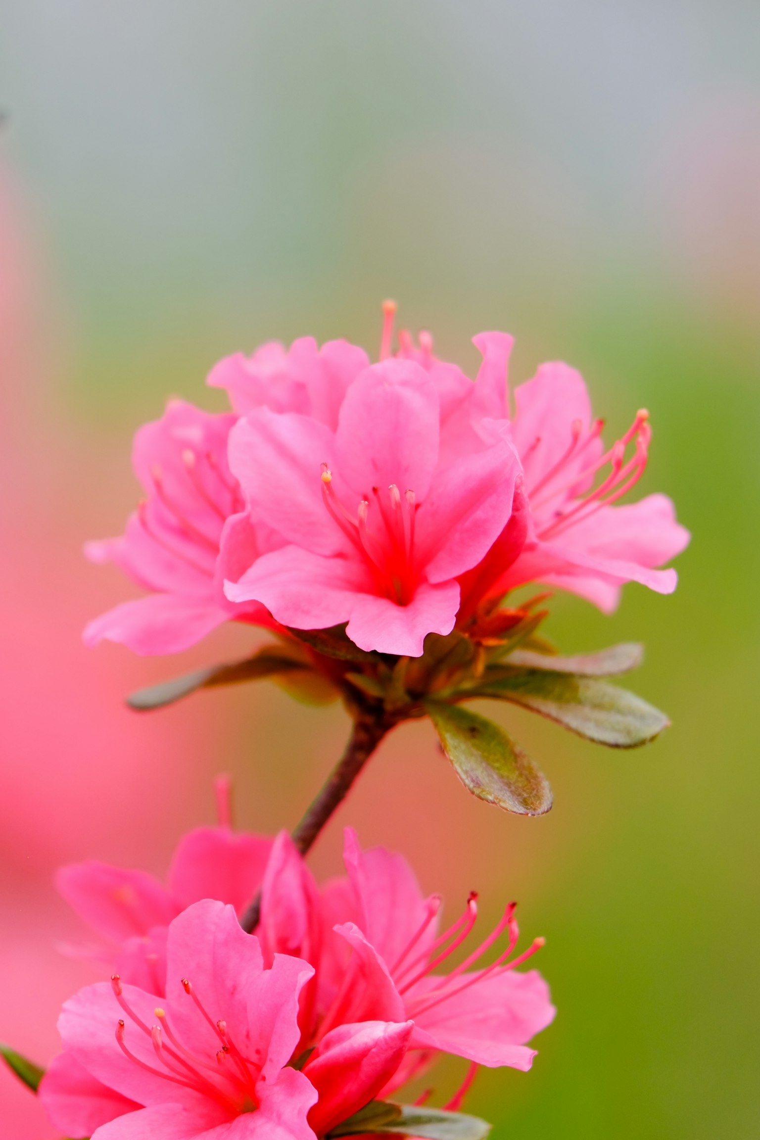 Bunga azalea pink cerah mekar