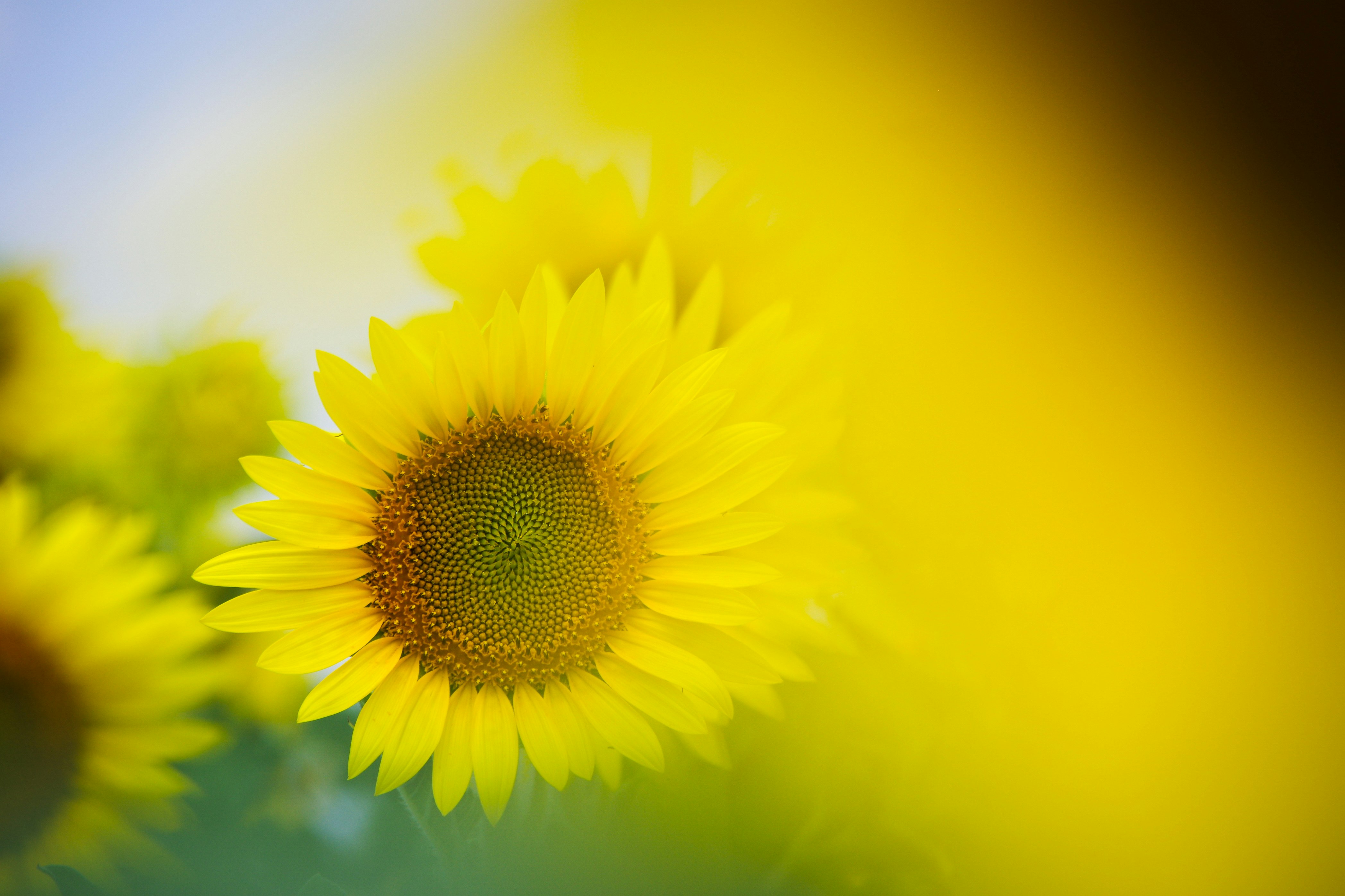 ひまわりの花が咲く夏の自然のクローズアップ