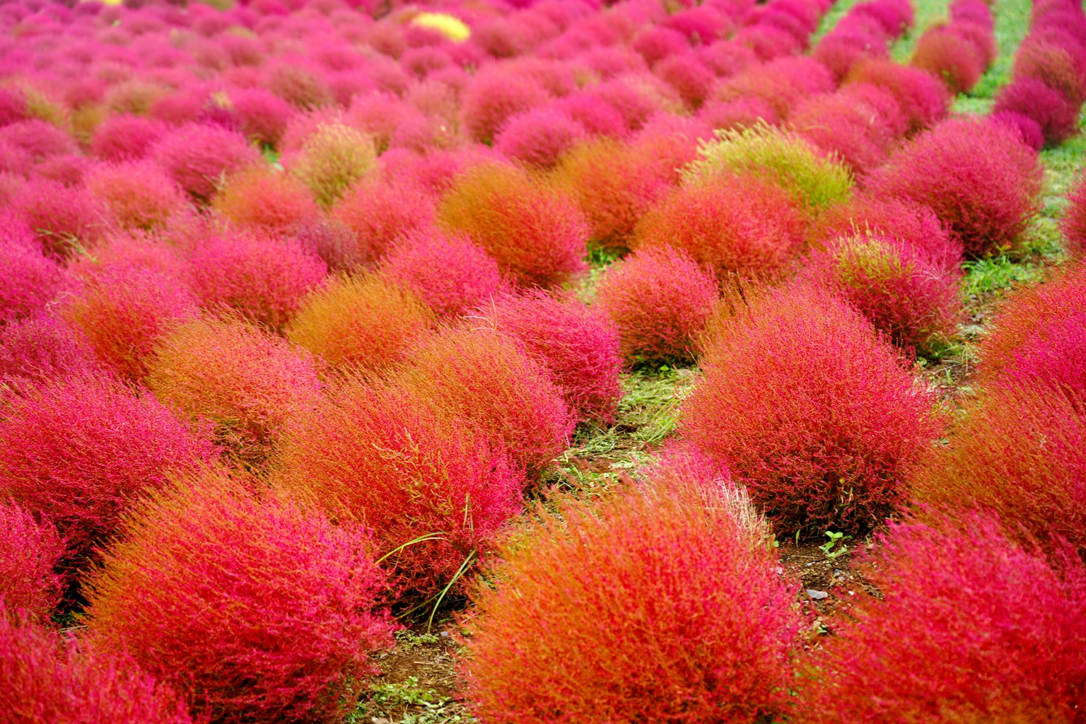 Affascinanti cespugli di kochia rosa creano un paesaggio stupendo