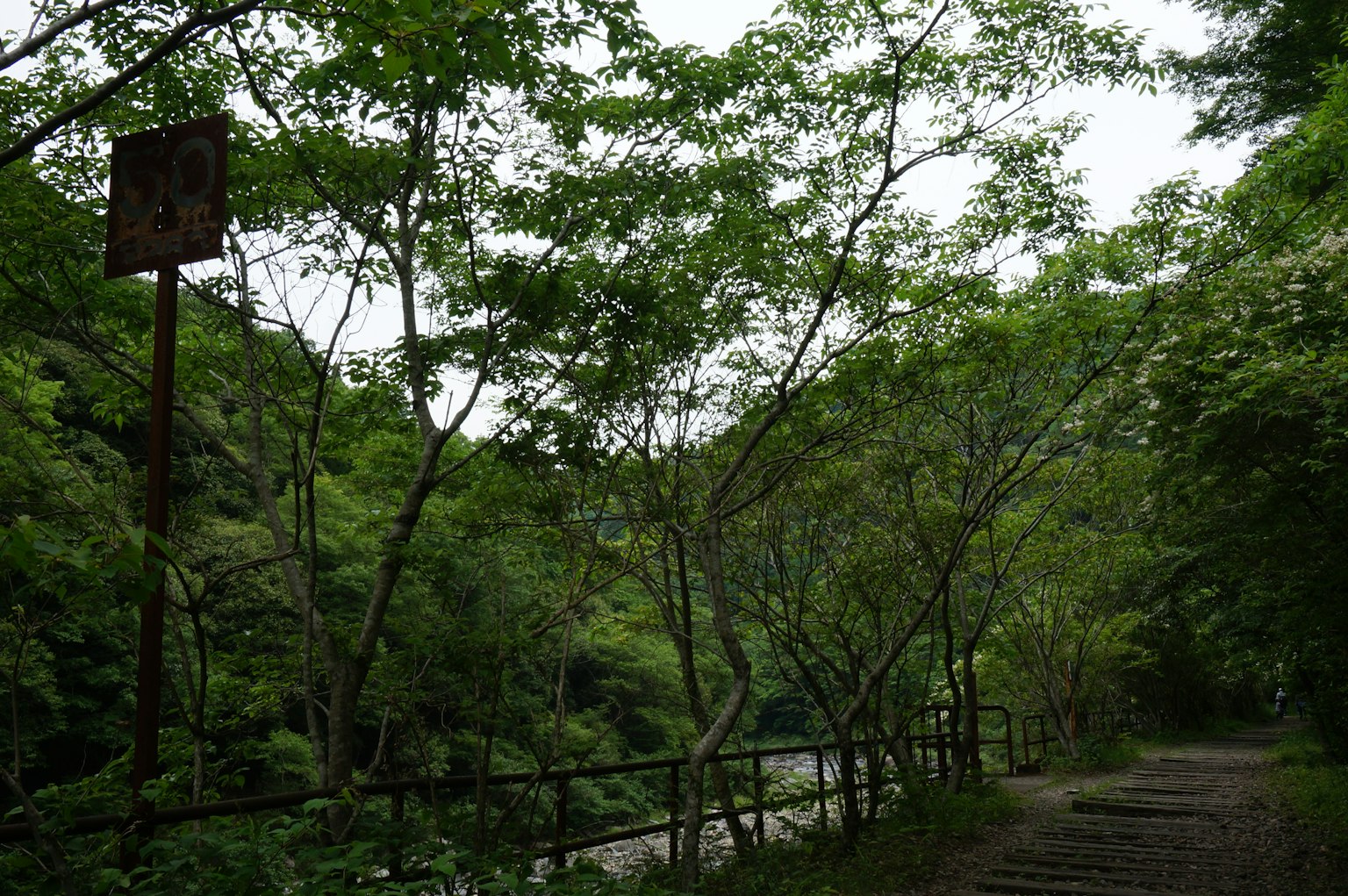沿河的风景小道，两旁是郁郁葱葱的绿色树木