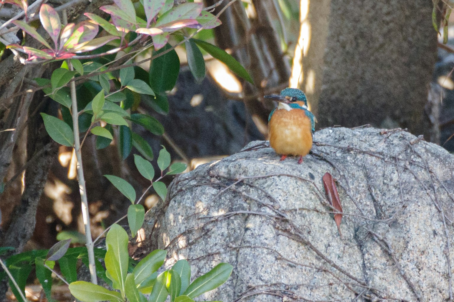 Ein blauer Vogel sitzt auf einem Stein, umgeben von grünen Blättern
