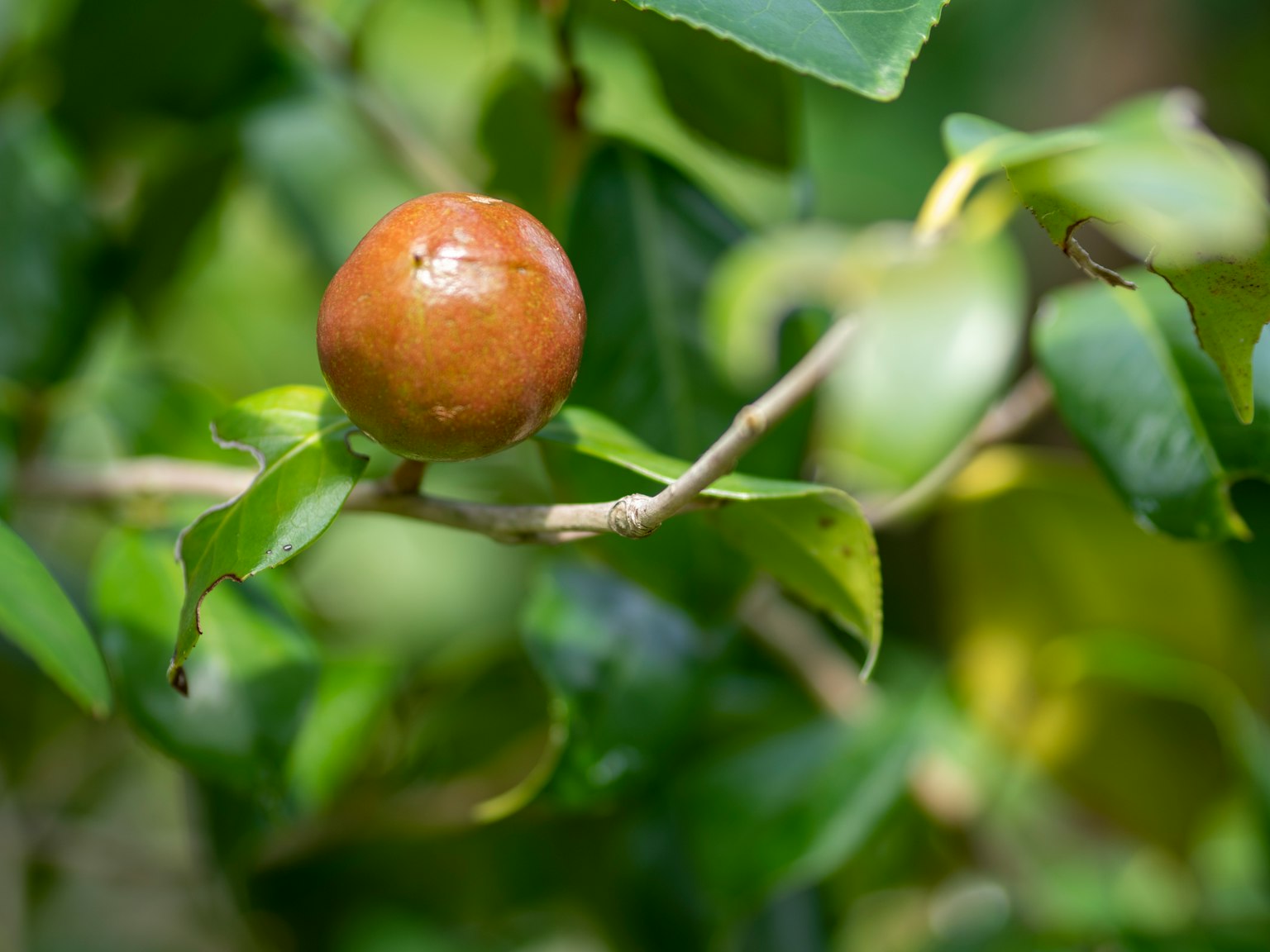 Orange fruit nestled among green leaves