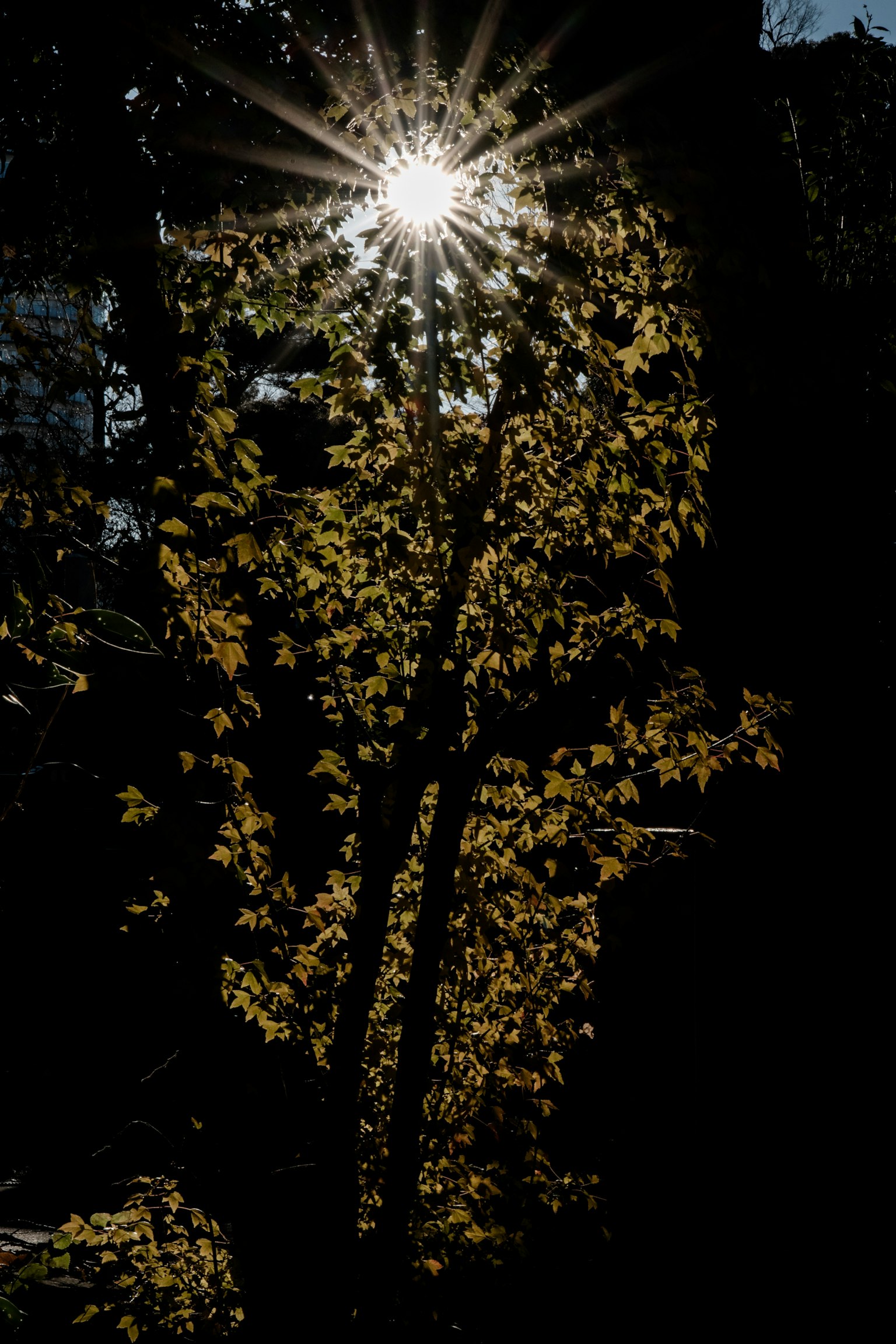 Luce del sole che filtra tra le foglie creando una scena bella