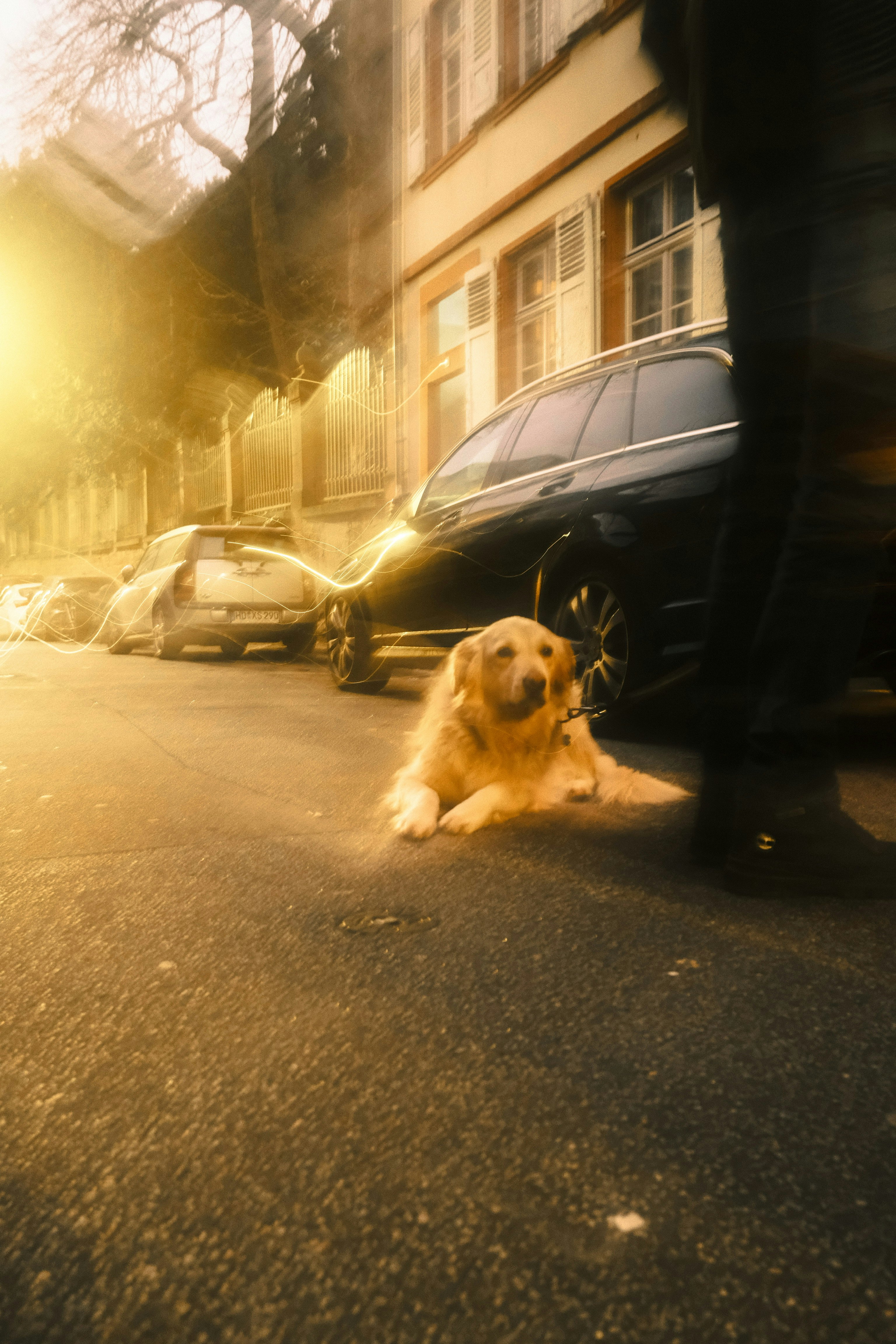 夕日の路地で前を見つめる犬
