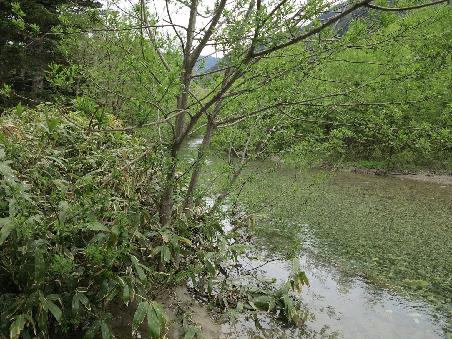 郁郁蔥蔥的河岸和樹木與水生植物