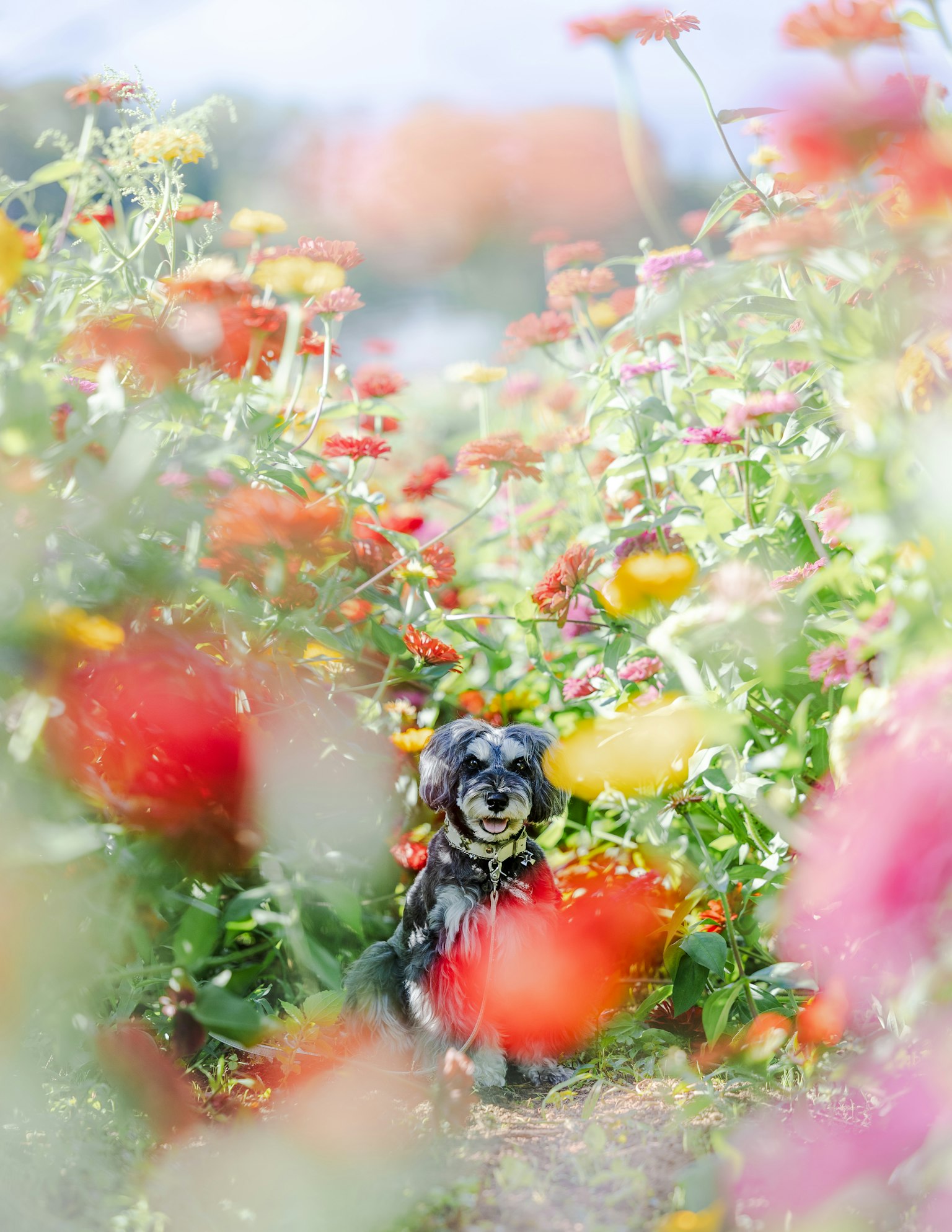 Un chien assis parmi des fleurs colorées dans un jardin en fleurs