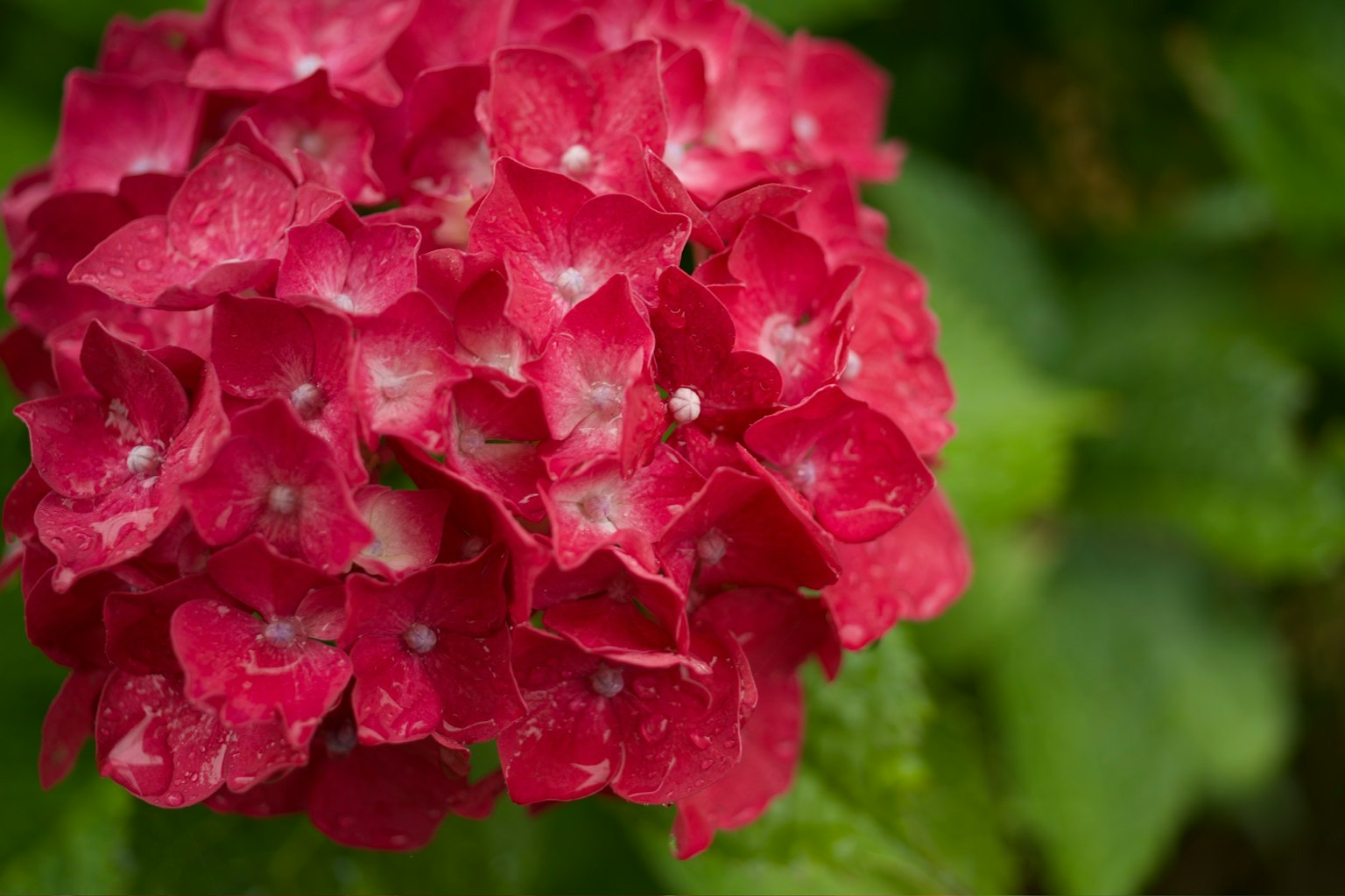 Primo piano di un fiore di ortensia rossa con foglie verdi sullo sfondo