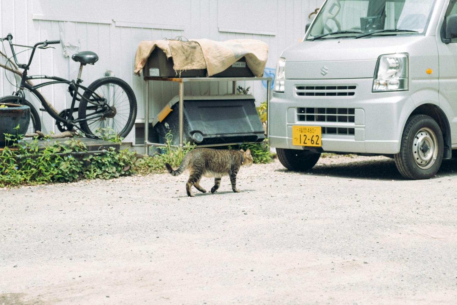 Seekor kucing berjalan di dekat kendaraan dengan sepeda dan gudang di latar belakang