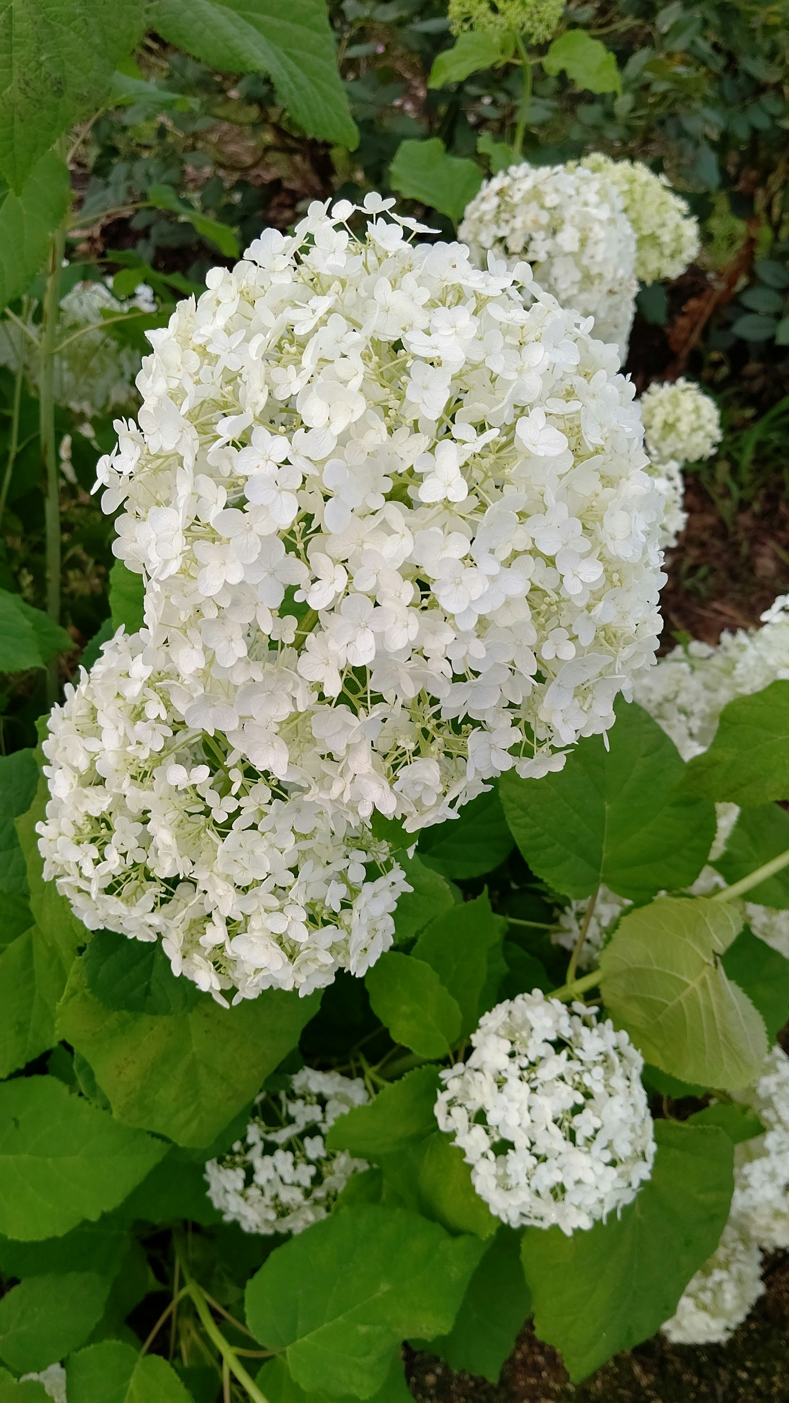 白色繡球花被綠葉包圍的特寫