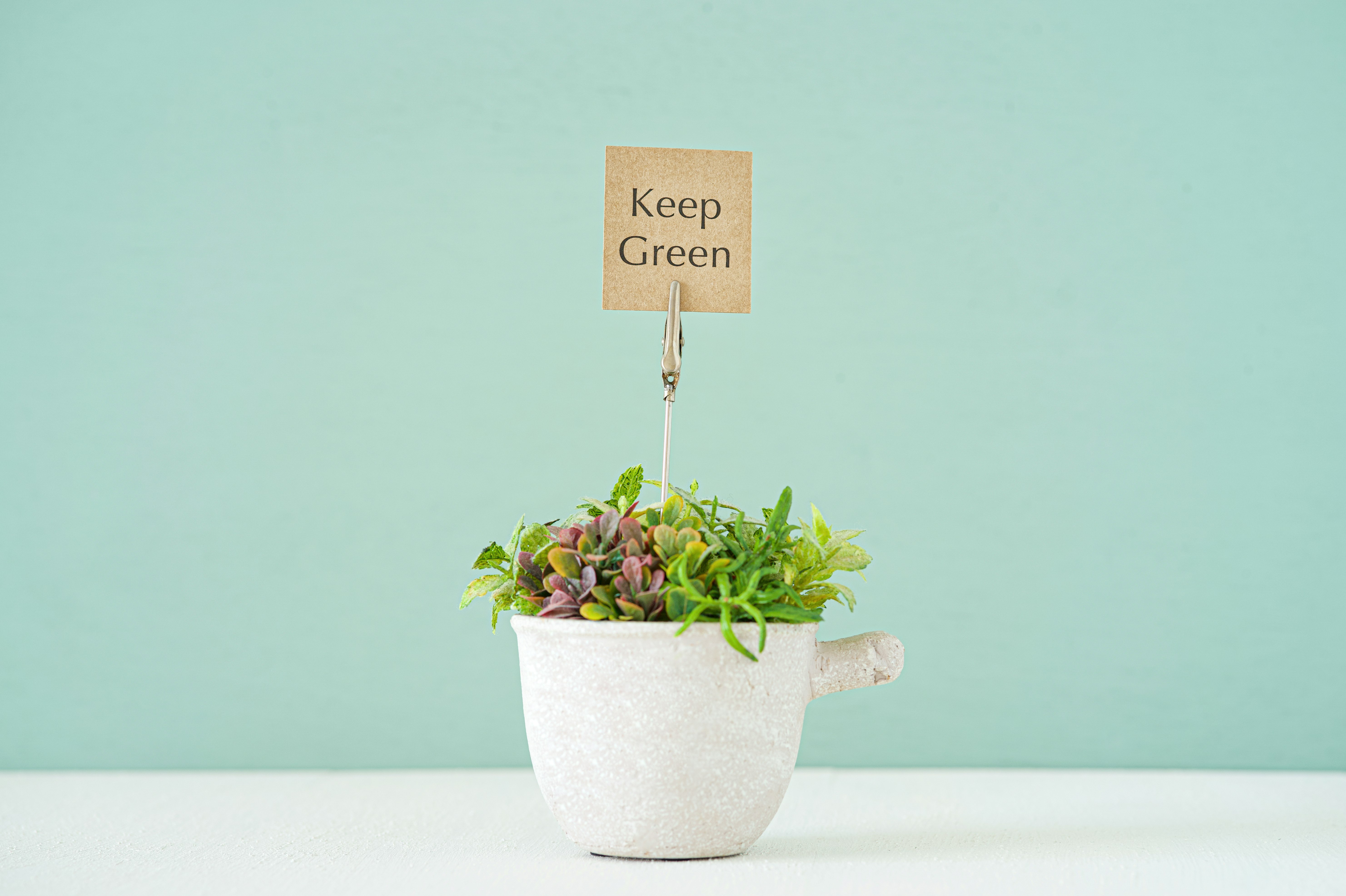 帶「Keep Green」牌子的盆栽多肉