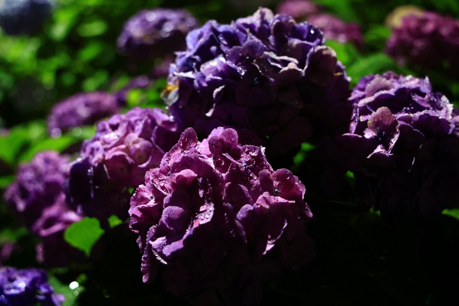 Primo piano di fiori viola in piena fioritura