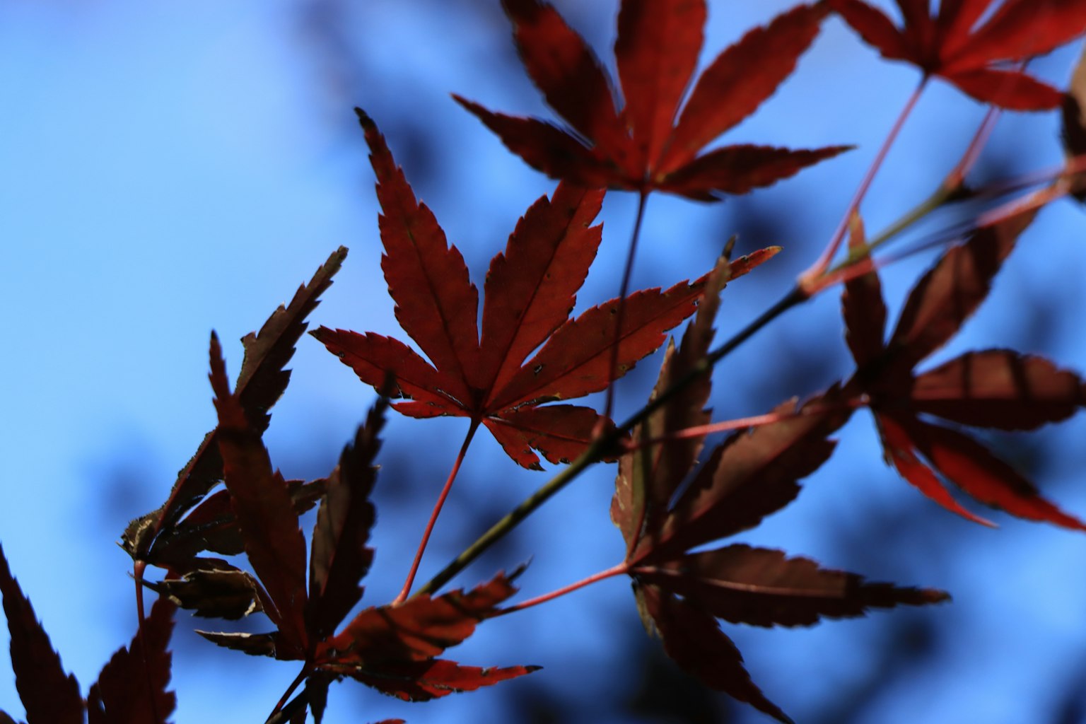 Close-up of red maple leaves against a blue sky