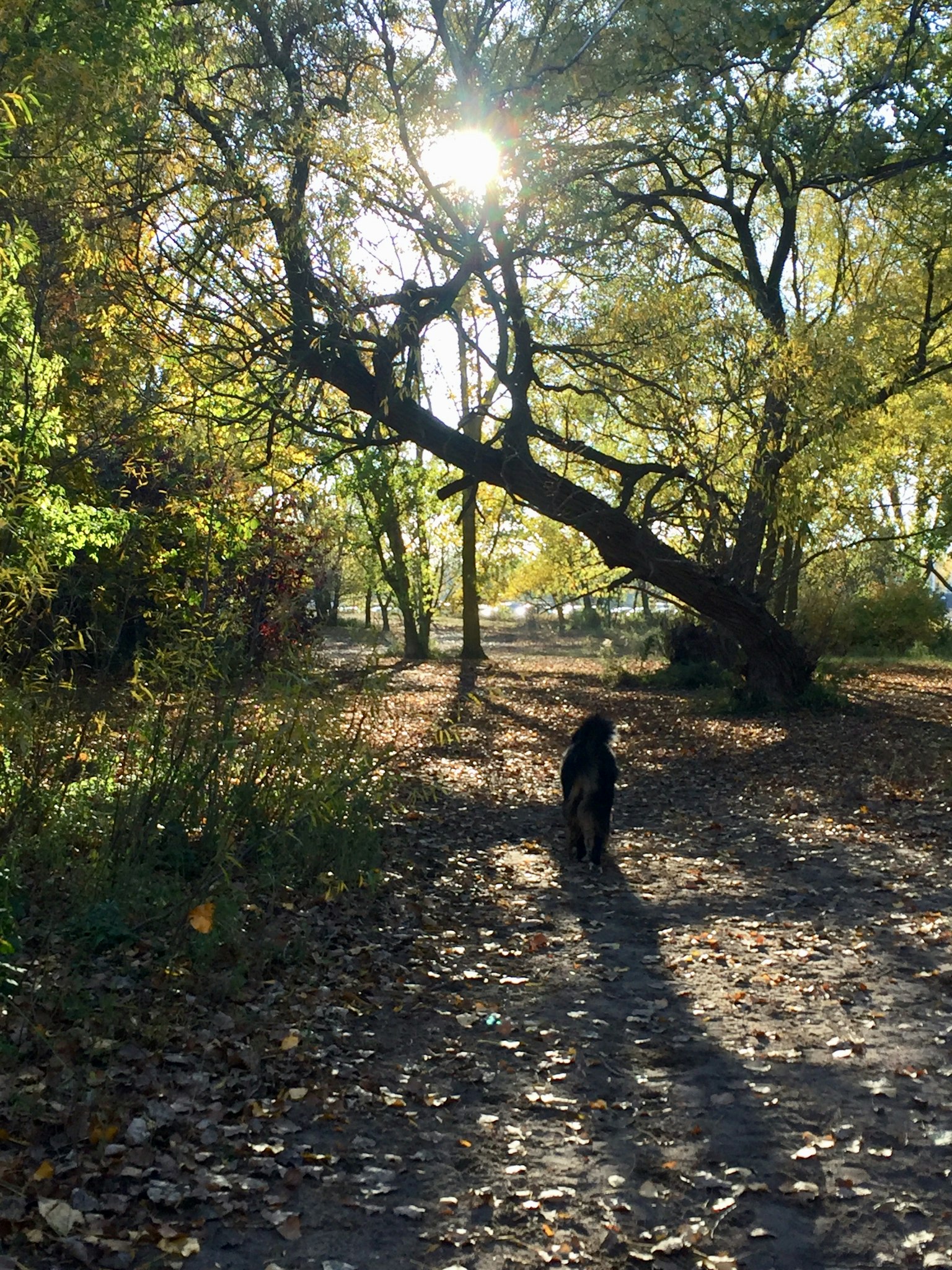 Un cane nero che passeggia in un parco autunnale Luce del sole che filtra tra gli alberi con foglie cadute